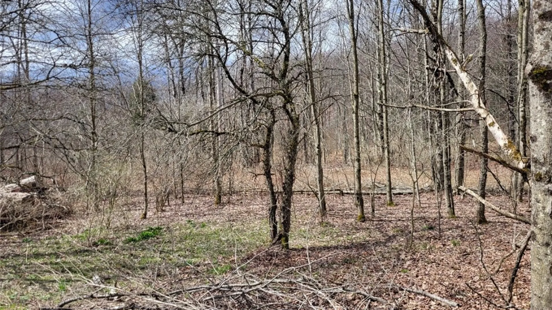 Property at Lot 14.1 Joe Road, Lincklaen, NY 13155 5