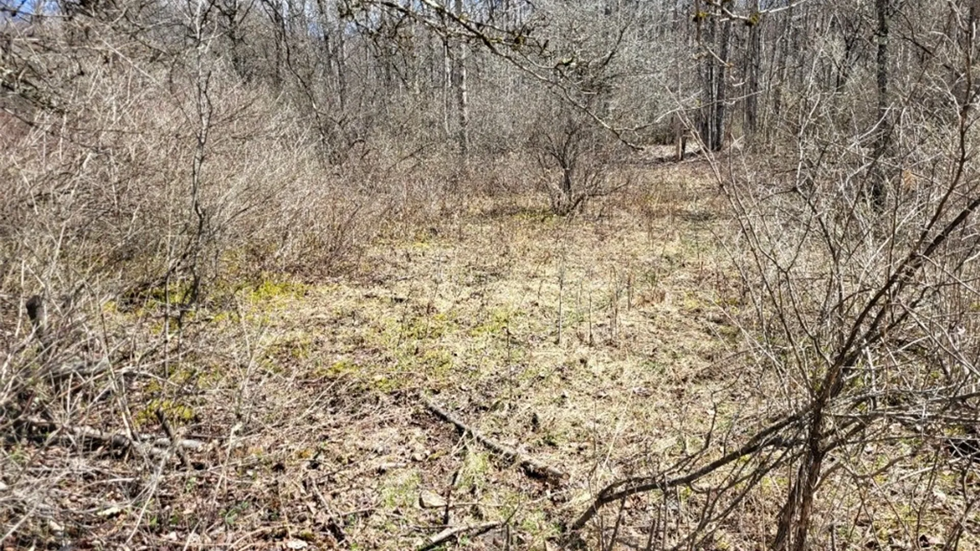 Property at Lot 14.1 Joe Road, Lincklaen, NY 13155 7