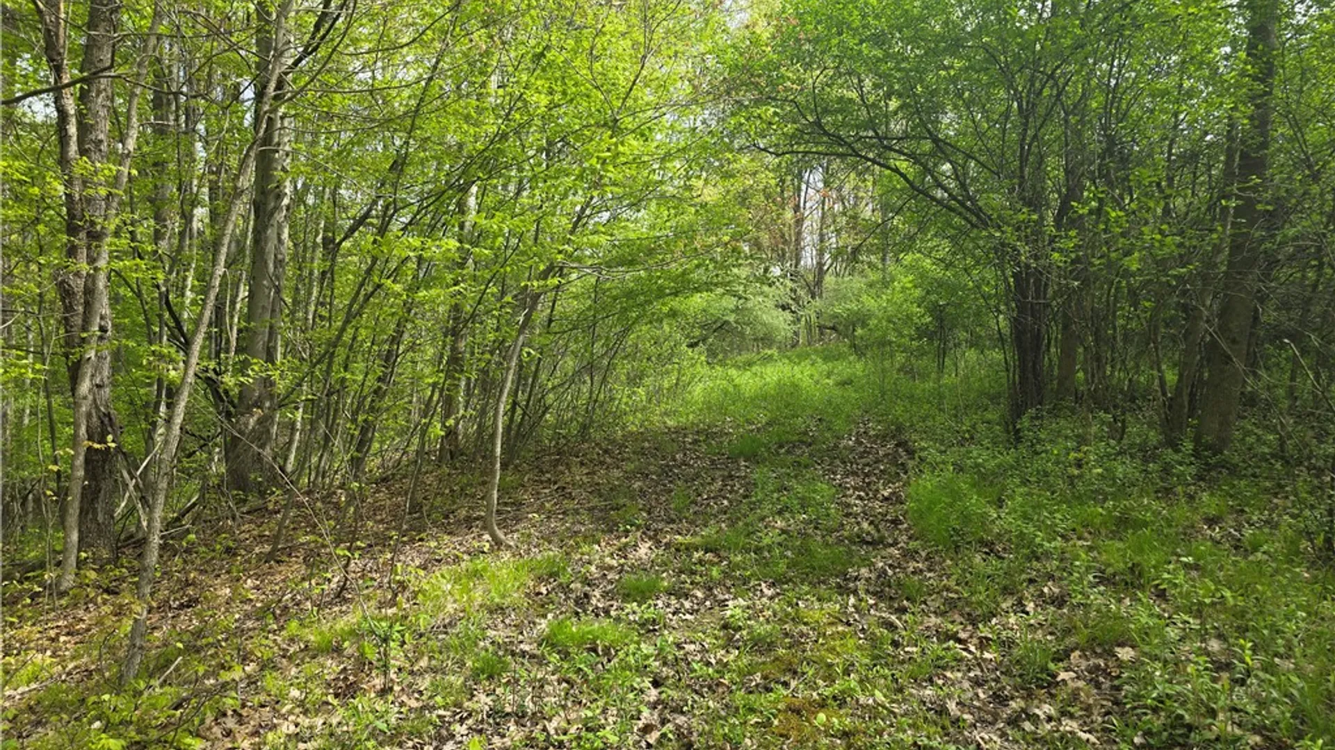 Property at 0 Ruttin Rd Road, Scio, NY 14880 10