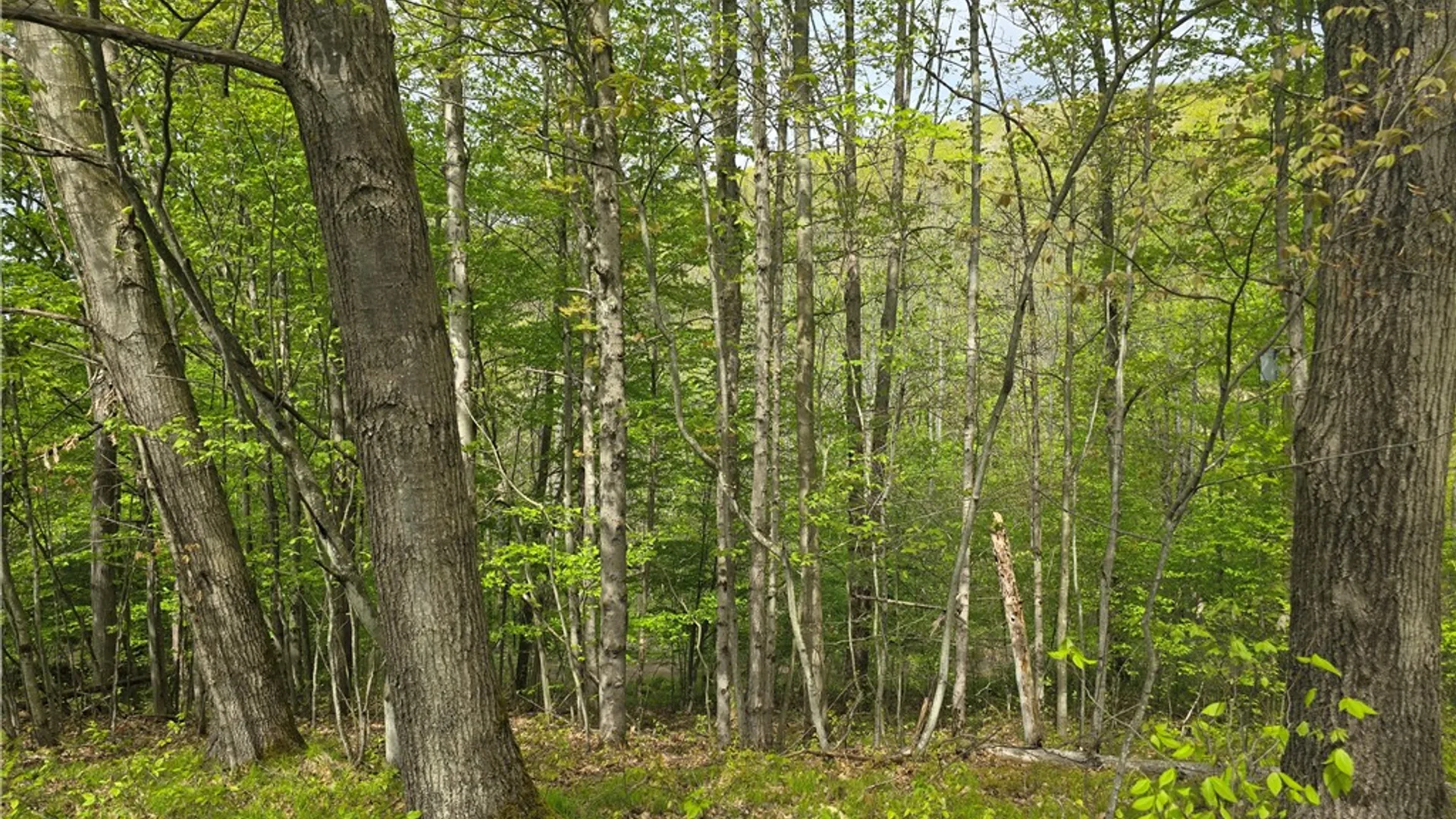 Property at 0 Ruttin Rd Road, Scio, NY 14880 7