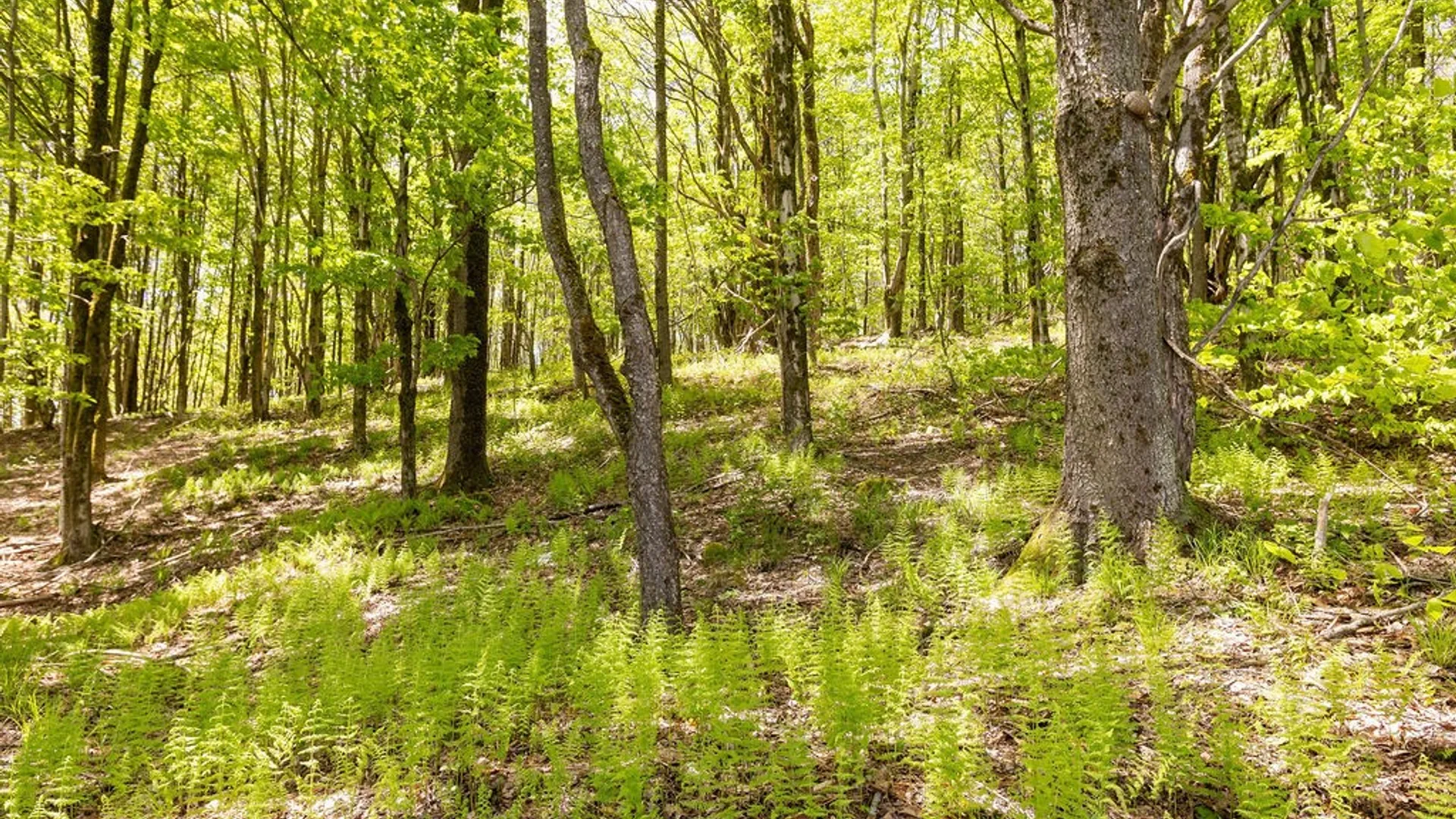 Property at 0 Undisclosed Address, Andes, NY 13731 20