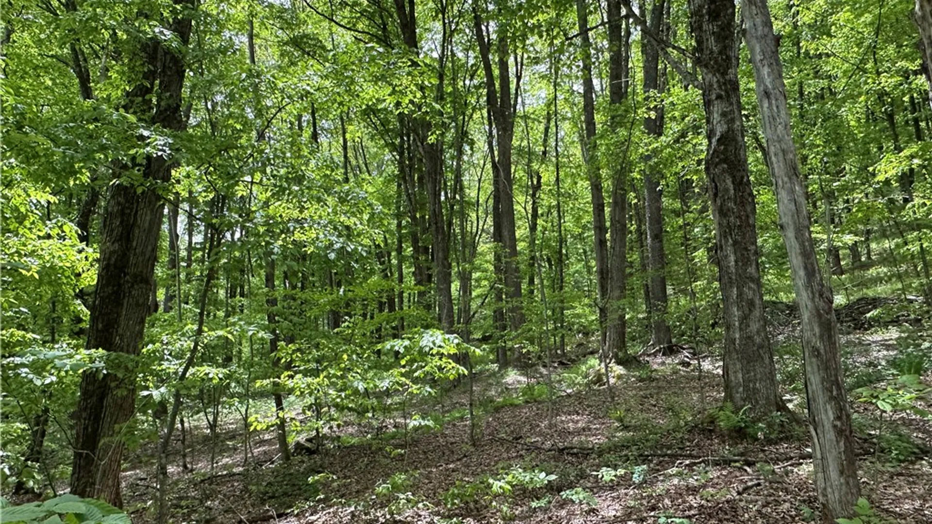Property at Woodland Hills Road, Andes, NY 13731 4