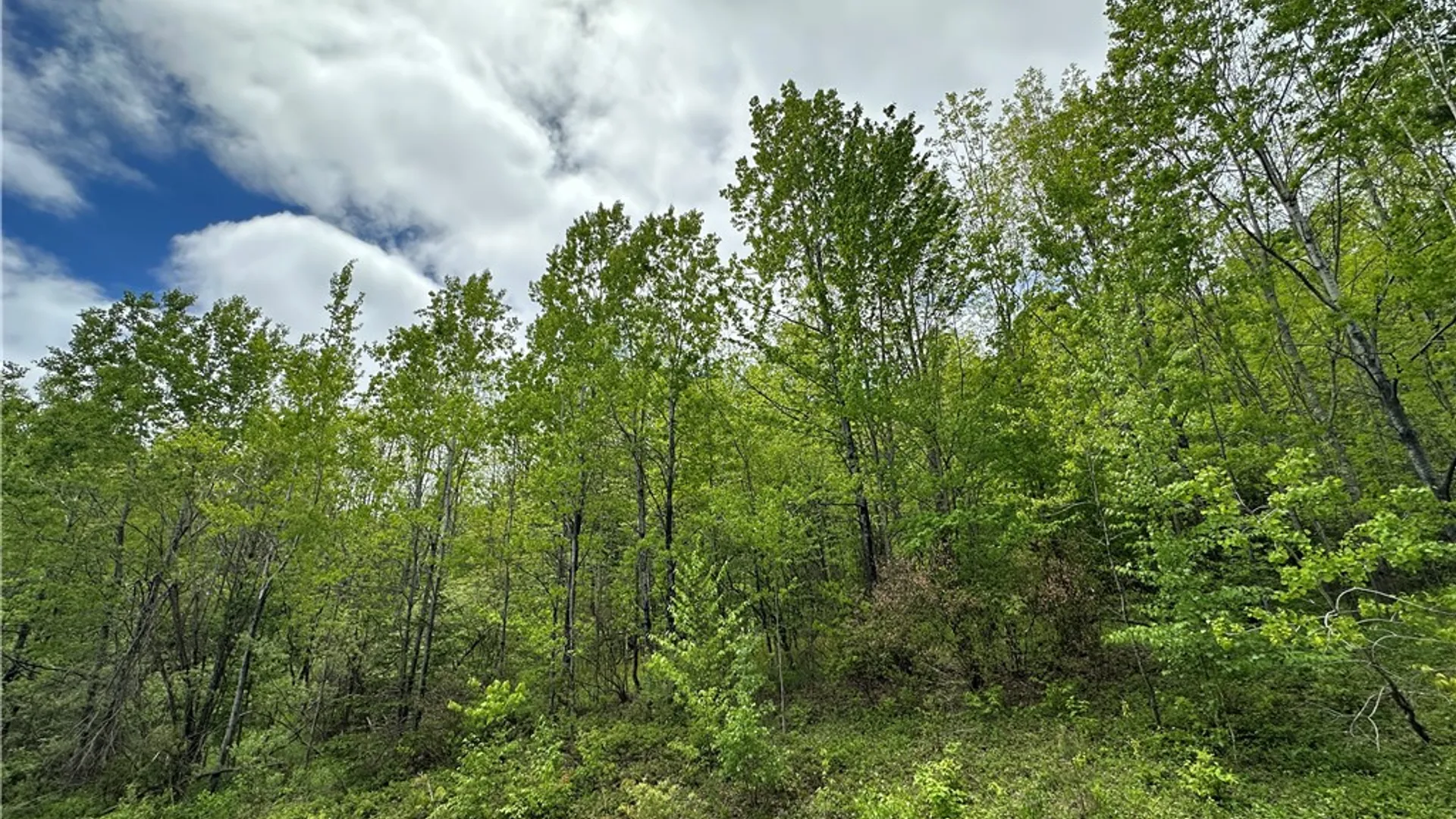 Property at Woodland Hills Road, Andes, NY 13731 9