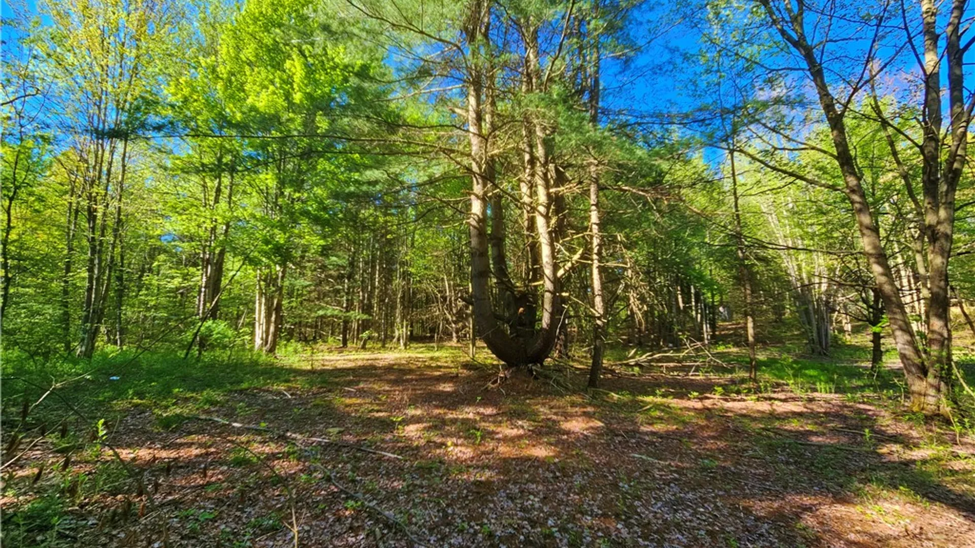 Property at 9593 Bull Hill Road, Wheeler, NY 14809 16