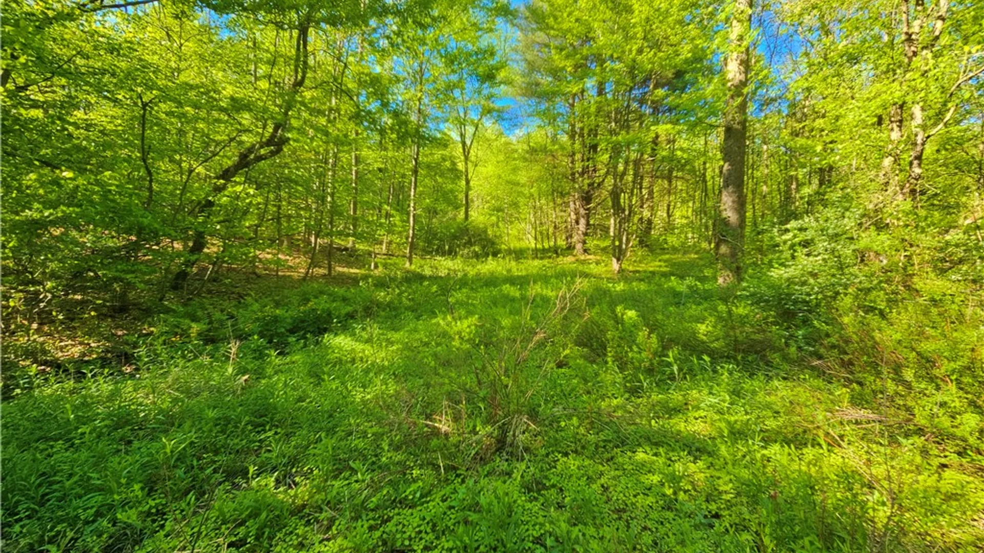 Property at 9593 Bull Hill Road, Wheeler, NY 14809 17