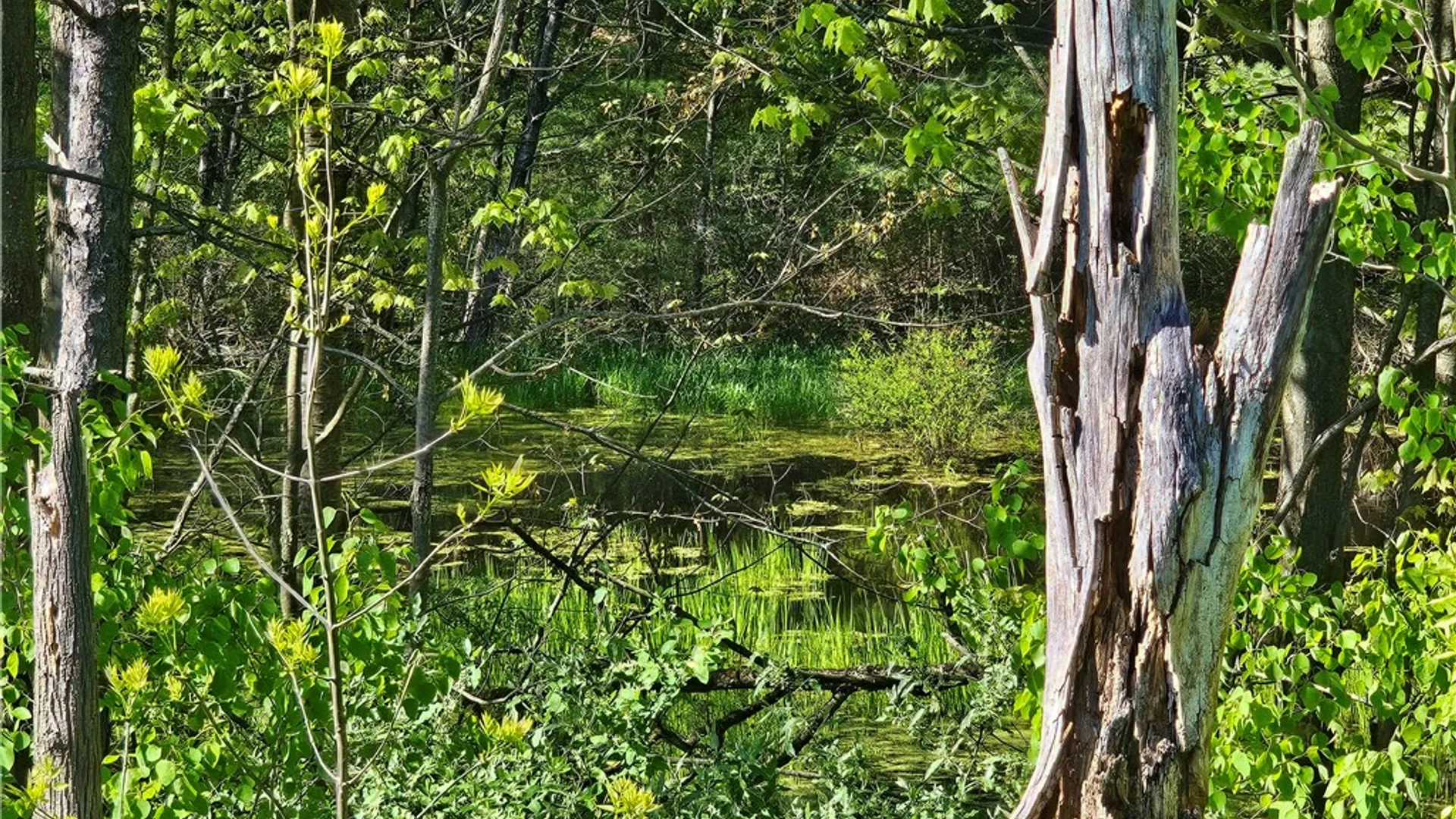 Property at 9593 Bull Hill Road, Wheeler, NY 14809 19