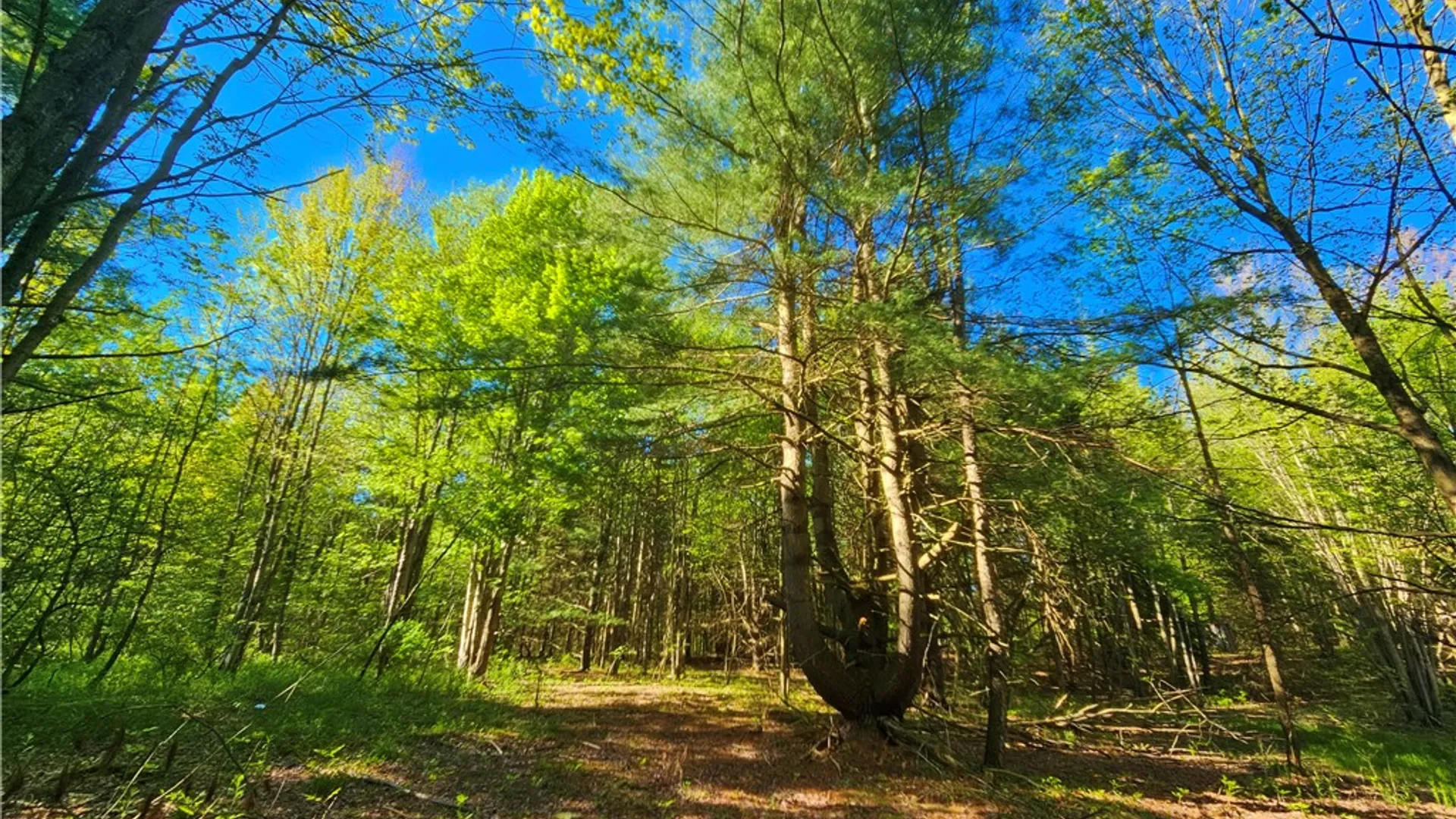 Property at 9593 Bull Hill Road, Wheeler, NY 14809 20