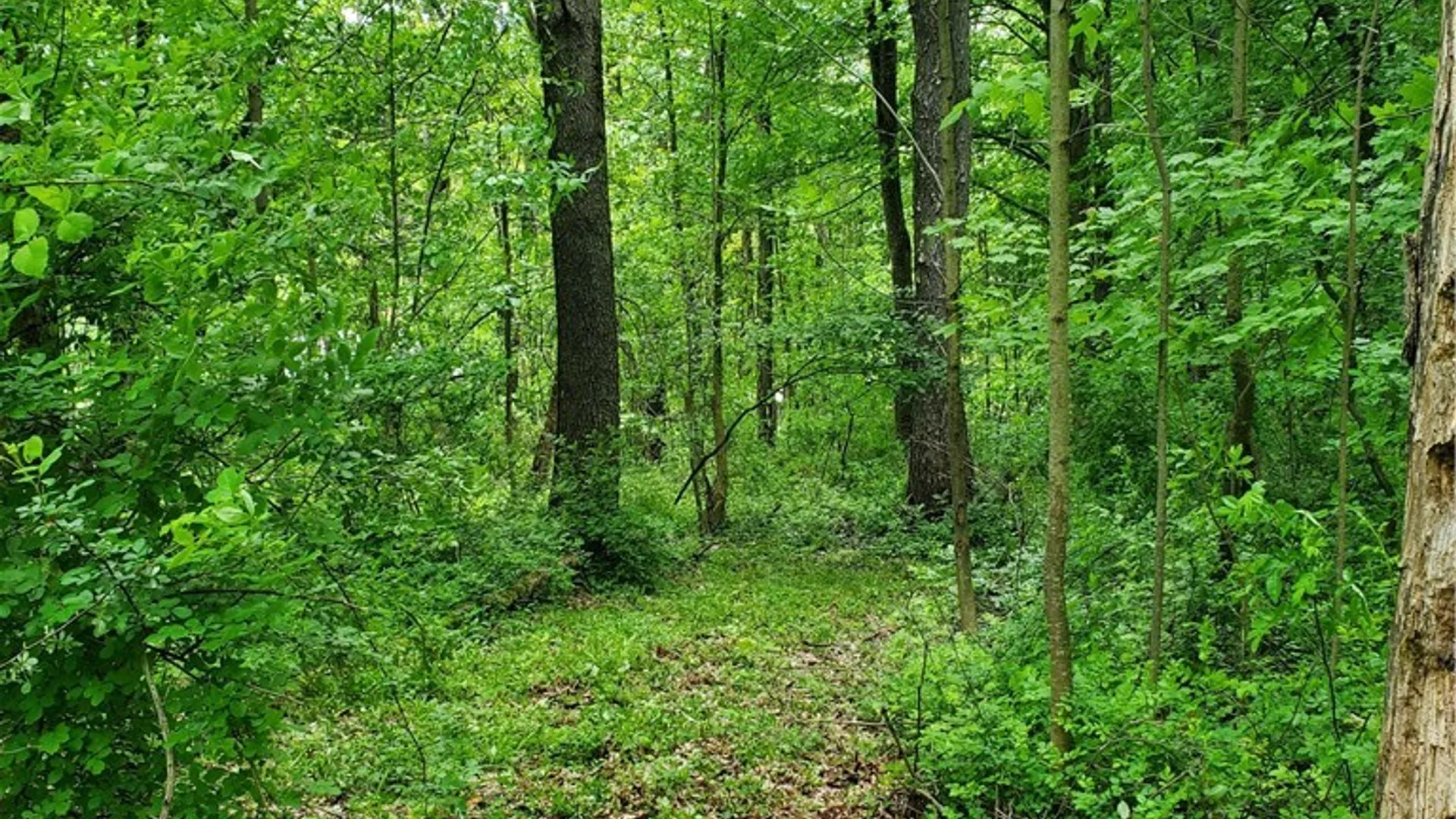 Property at 7200 Kent Road, Mansfield, NY 14731 16