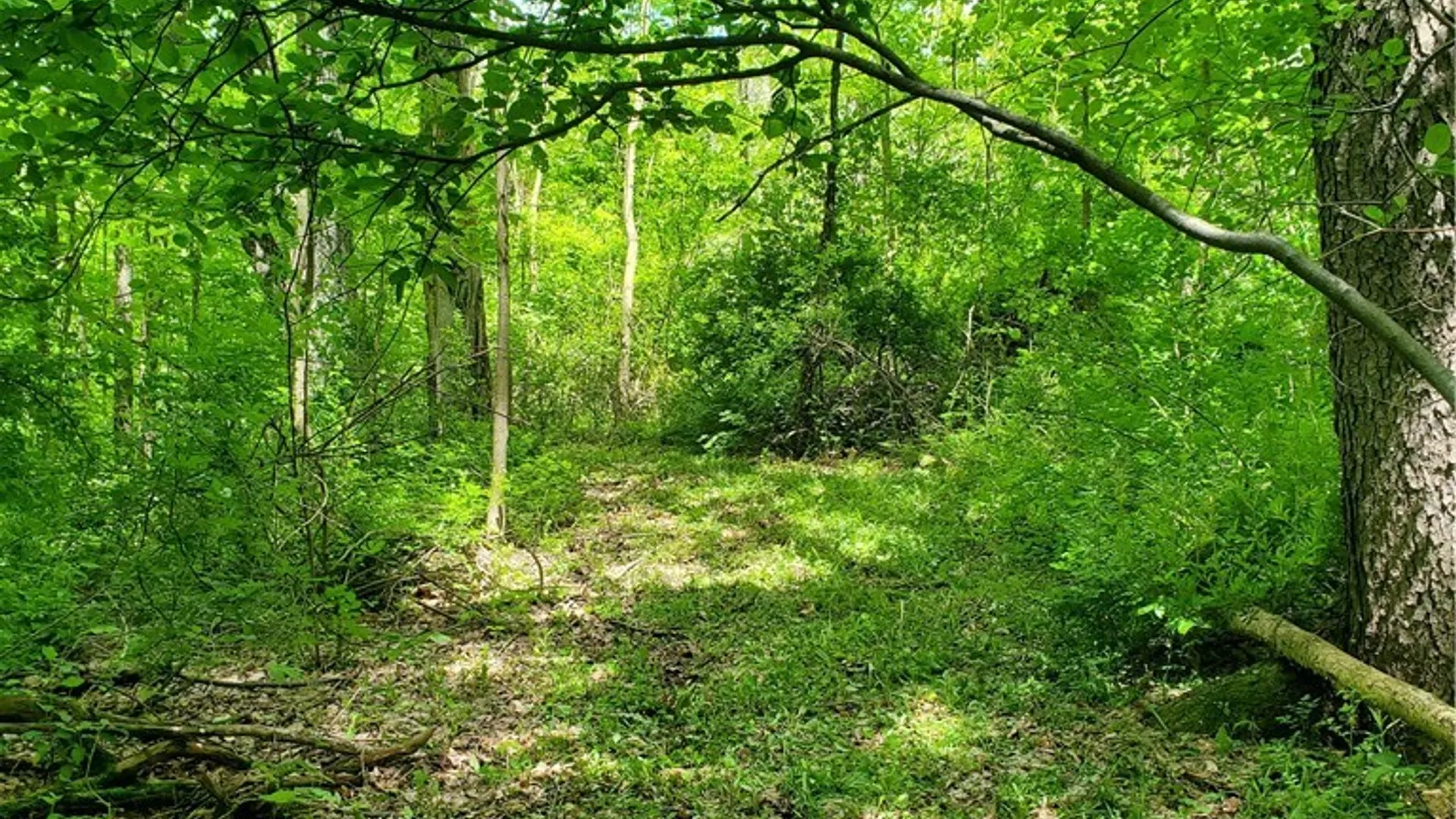 Property at 7200 Kent Road, Mansfield, NY 14731 18