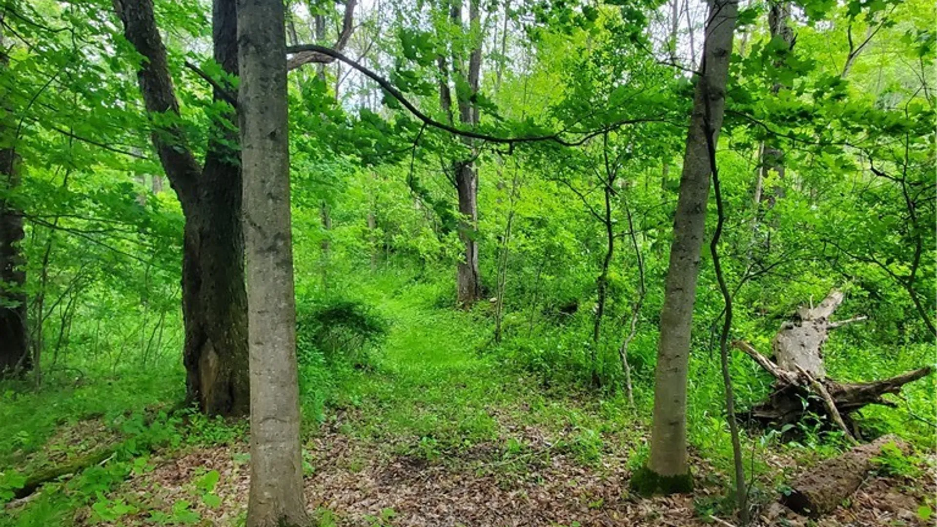 Property at 7200 Kent Road, Mansfield, NY 14731 21