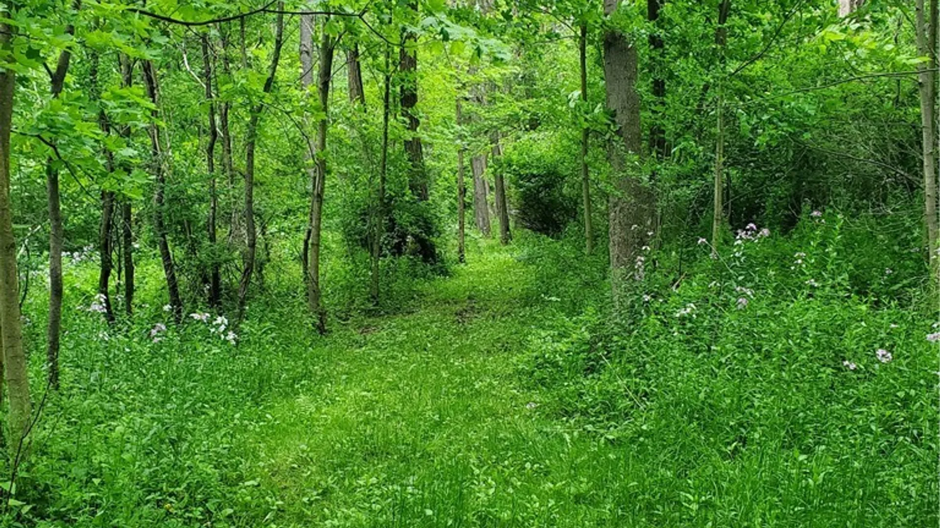 Property at 7200 Kent Road, Mansfield, NY 14731 22