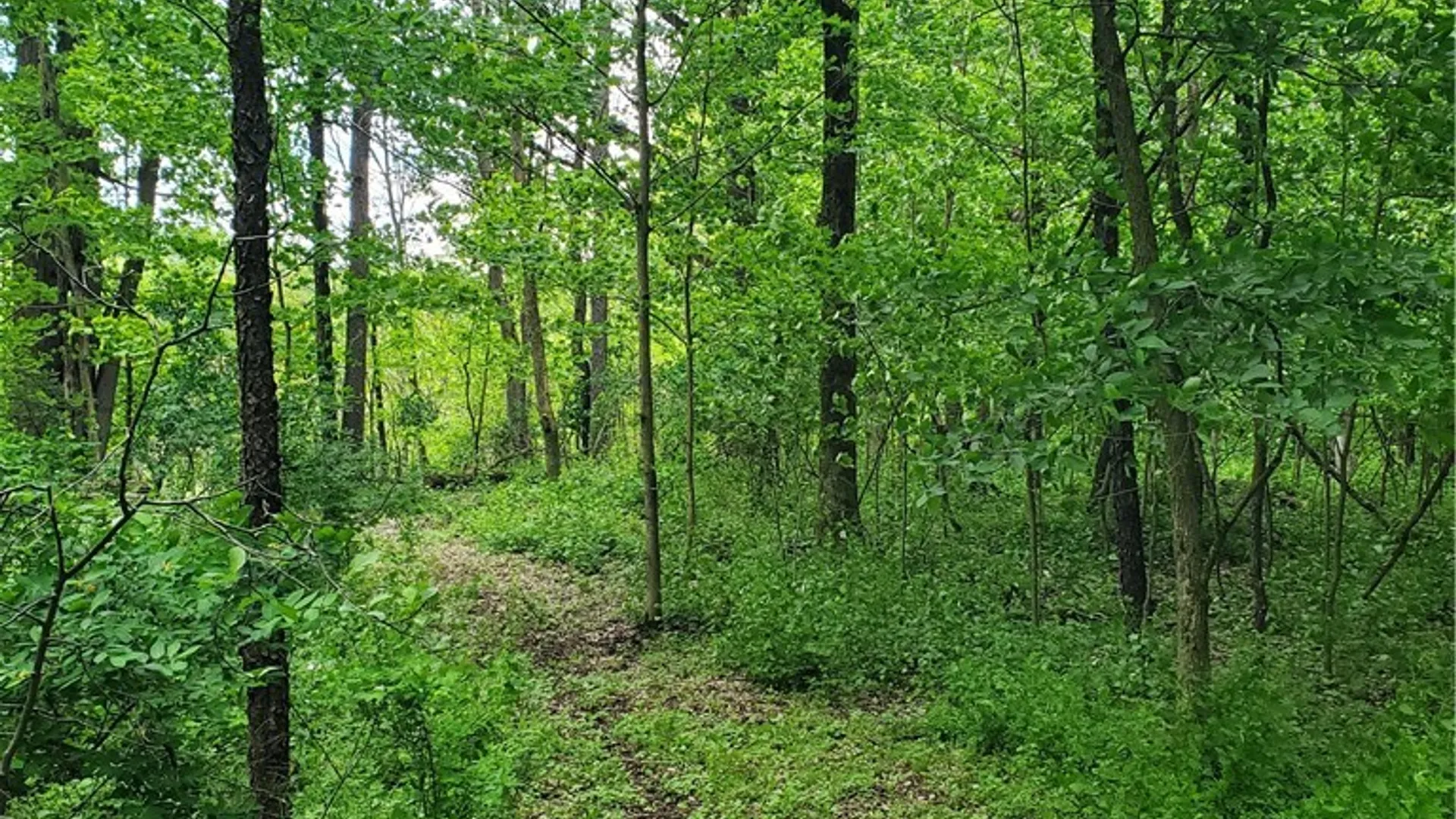 Property at 7200 Kent Road, Mansfield, NY 14731 23