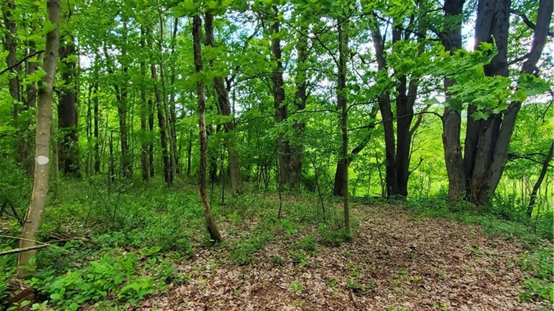 Property at 7200 Kent Road, Mansfield, NY 14731 24