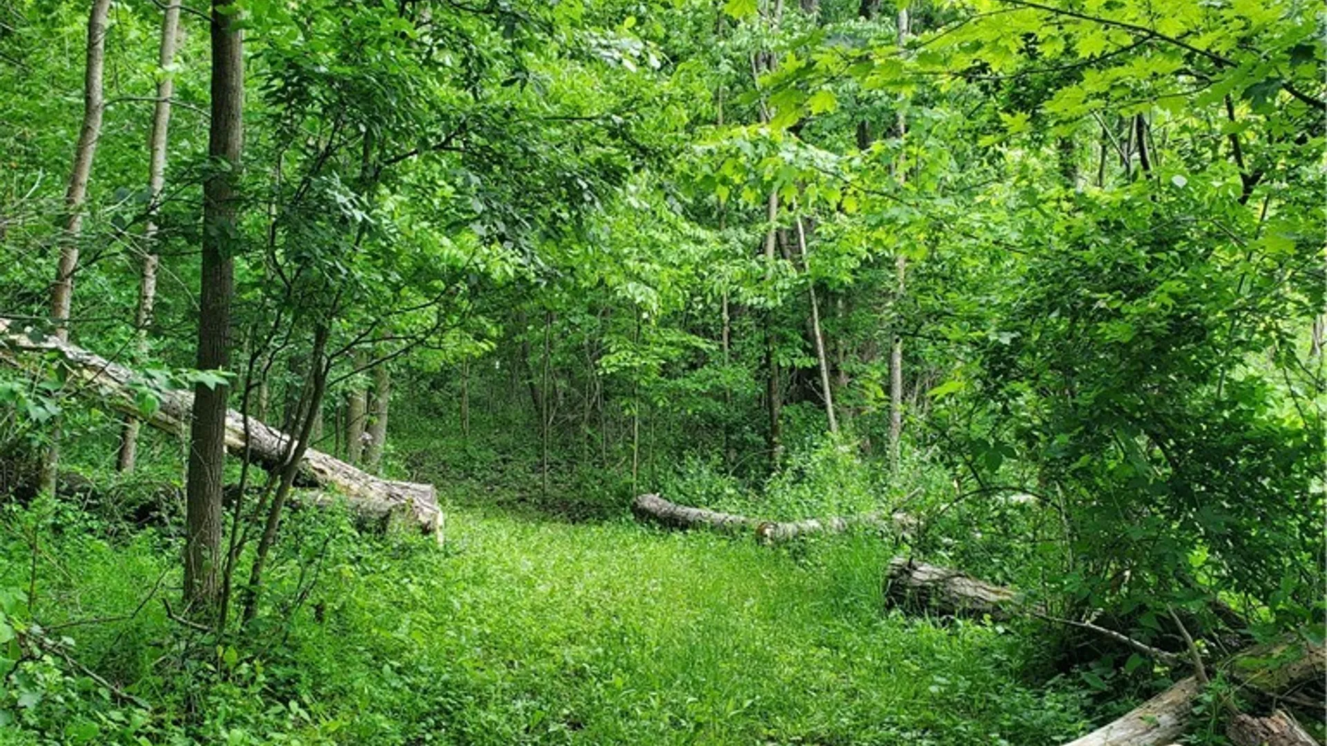 Property at 7200 Kent Road, Mansfield, NY 14731 25