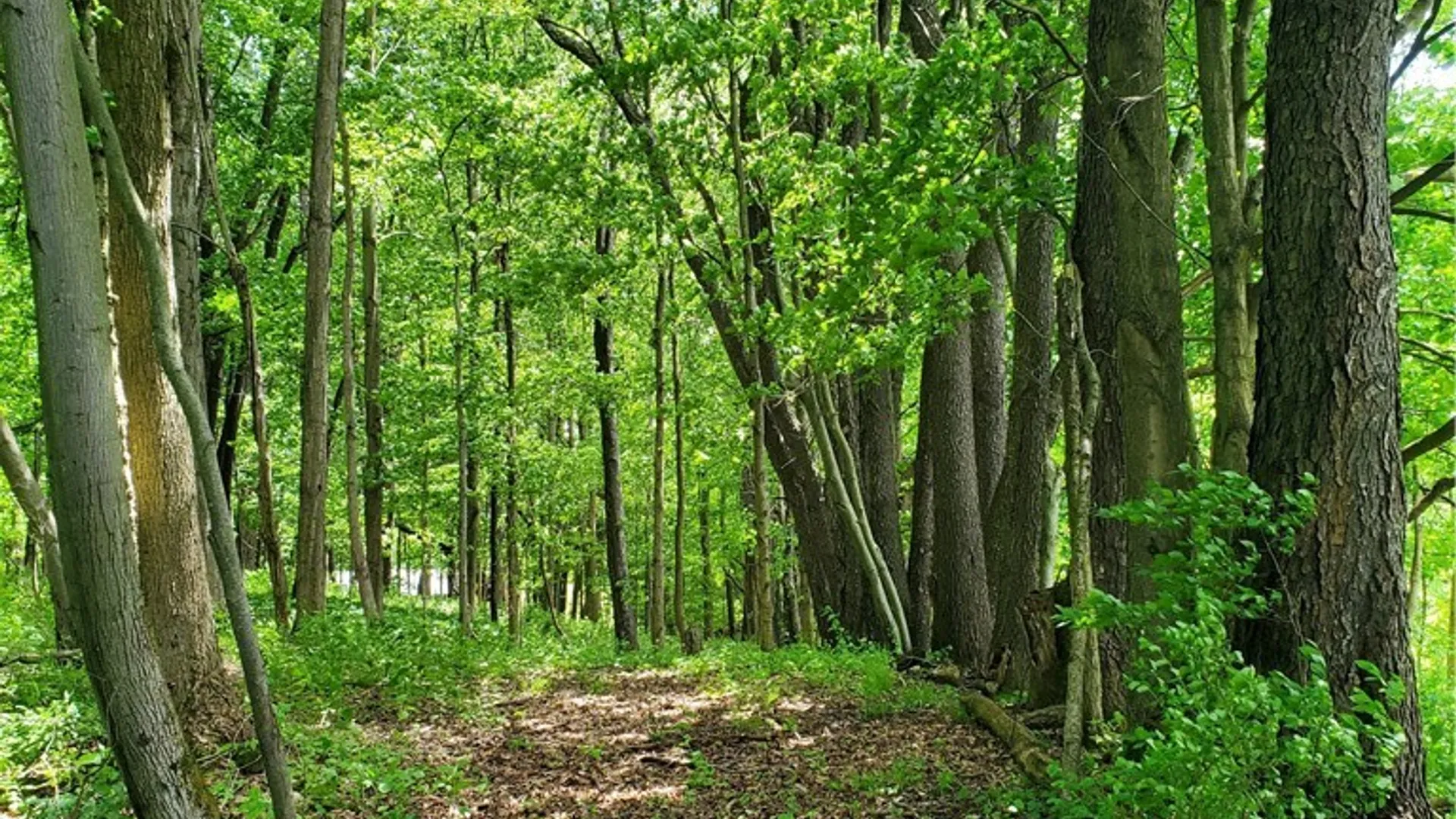 Property at 7200 Kent Road, Mansfield, NY 14731 27