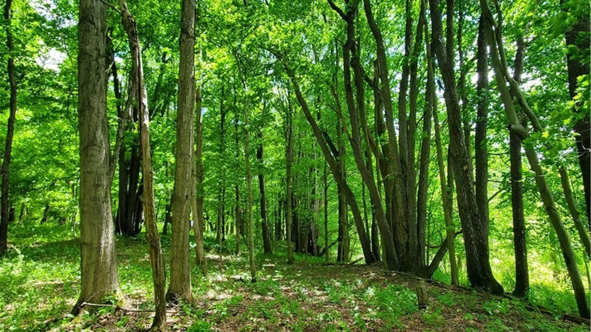 Property at 7200 Kent Road, Mansfield, NY 14731 28