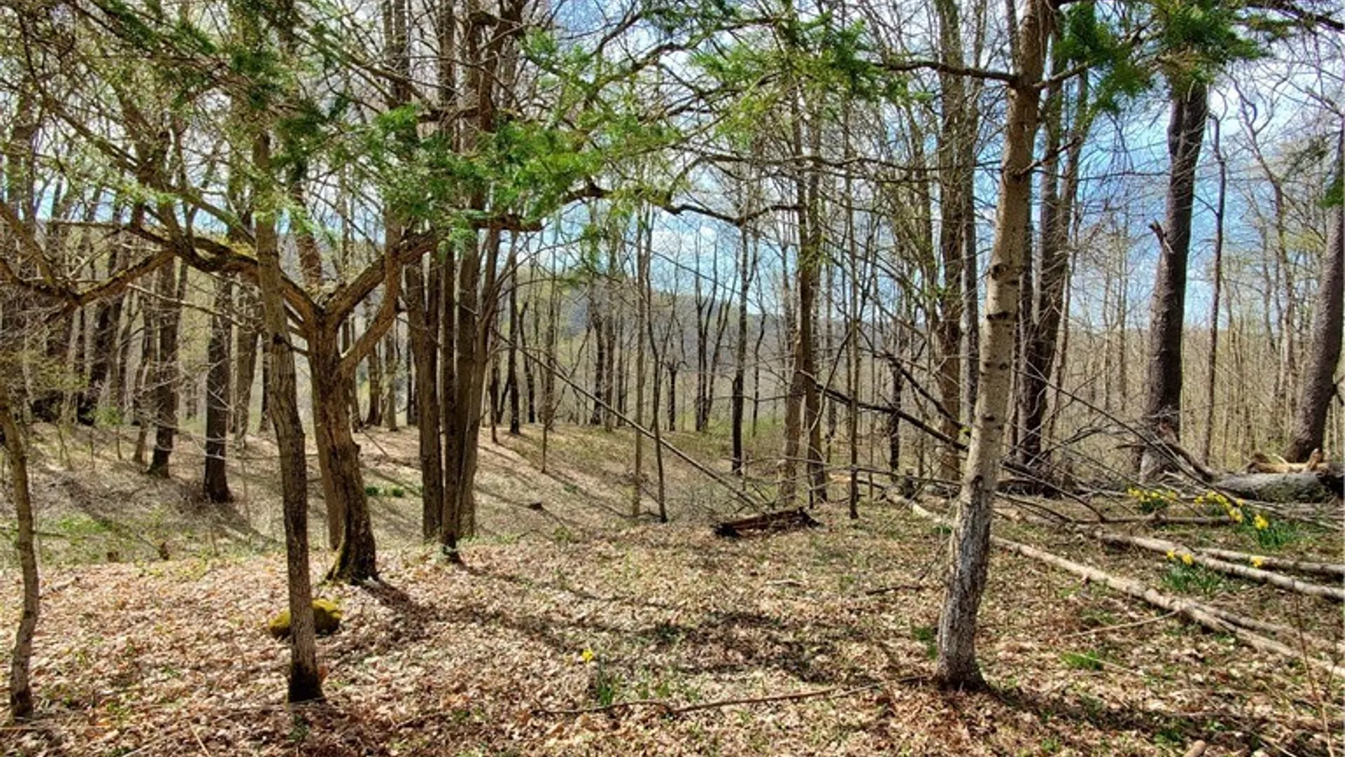 Property at 7200 Kent Road, Mansfield, NY 14731 3