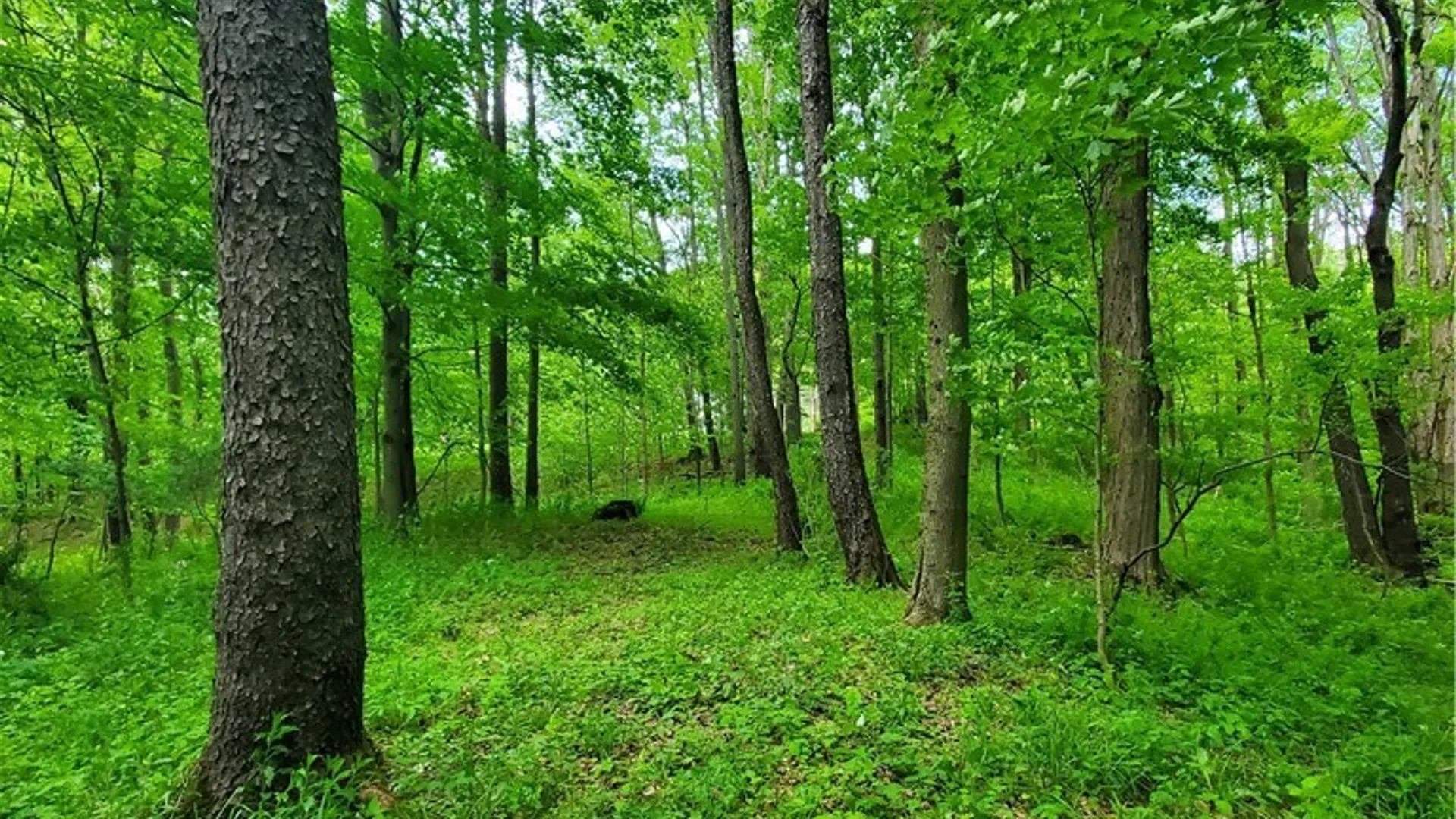 Property at 7200 Kent Road, Mansfield, NY 14731 30