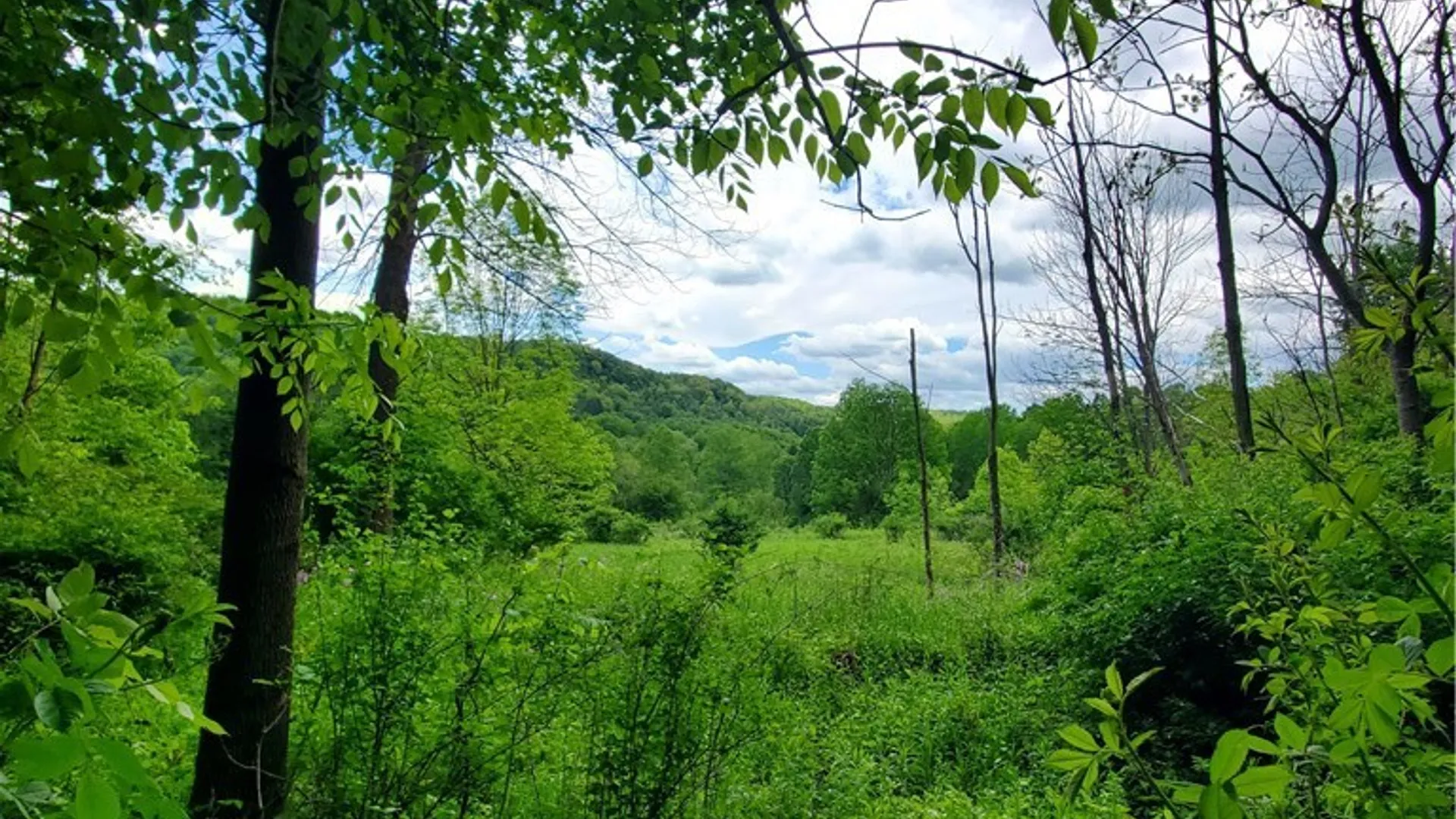 Property at 7200 Kent Road, Mansfield, NY 14731 32