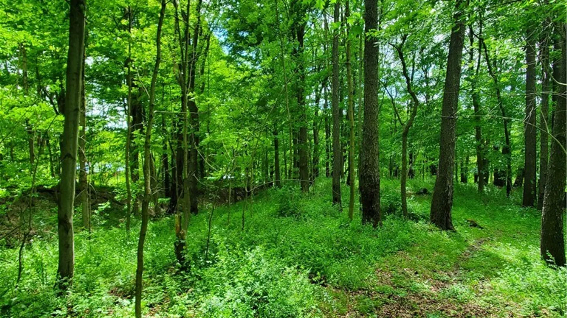 Property at 7200 Kent Road, Mansfield, NY 14731 33