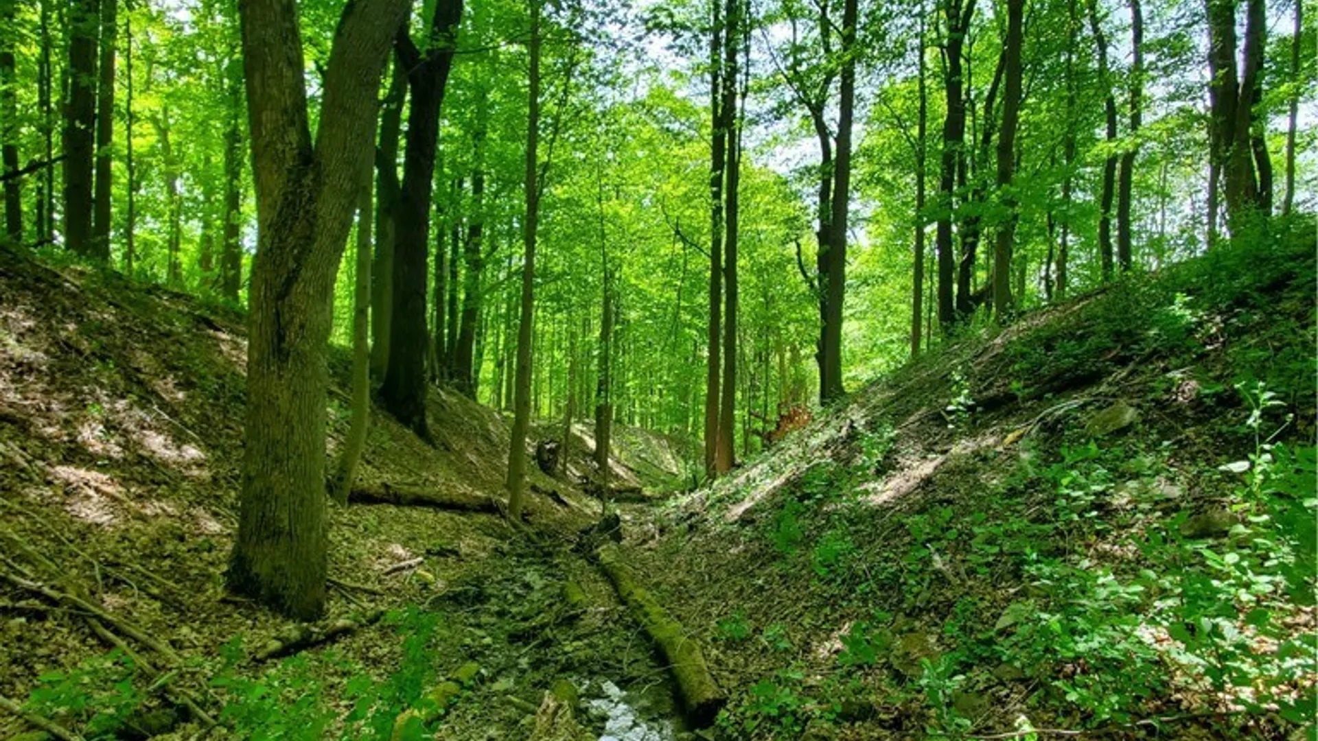 Property at 7200 Kent Road, Mansfield, NY 14731 5