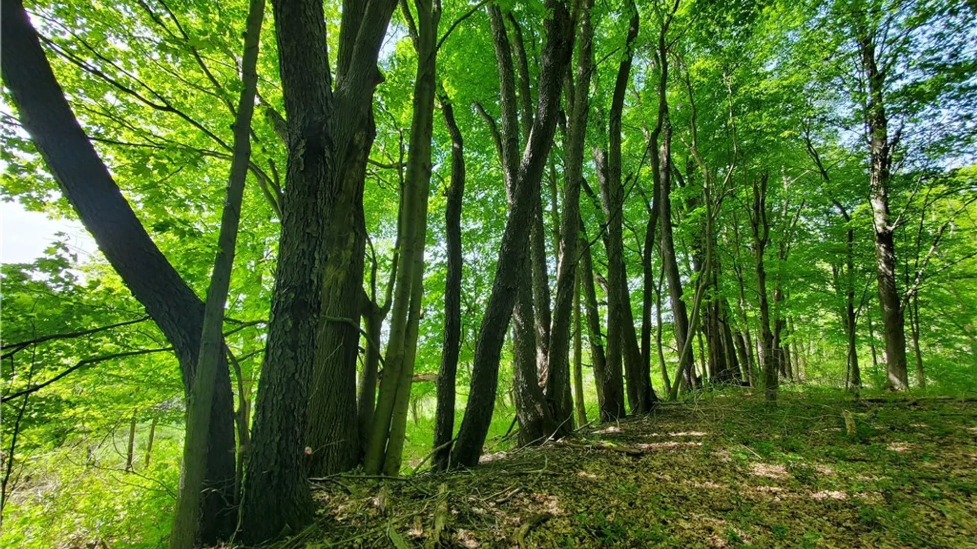 Property at 7200 Kent Road, Mansfield, NY 14731 6