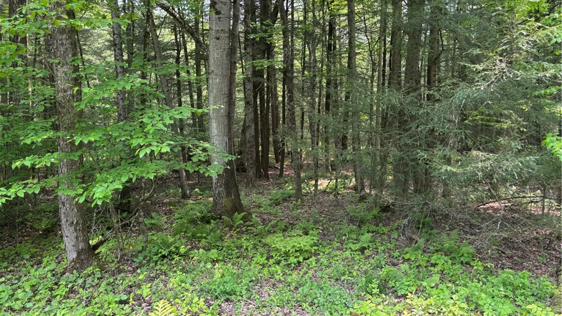 Property at Spring Road, Ossian, NY 14437 10