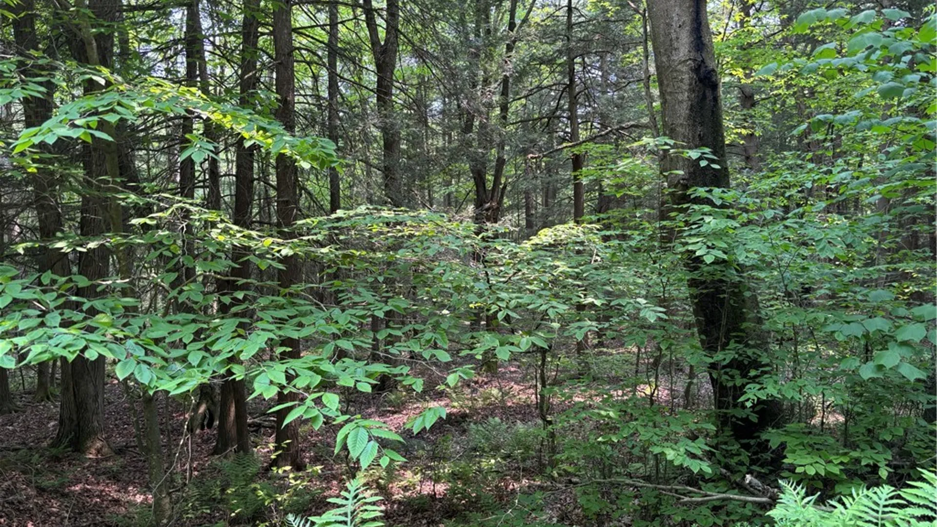 Property at Spring Road, Ossian, NY 14437 3