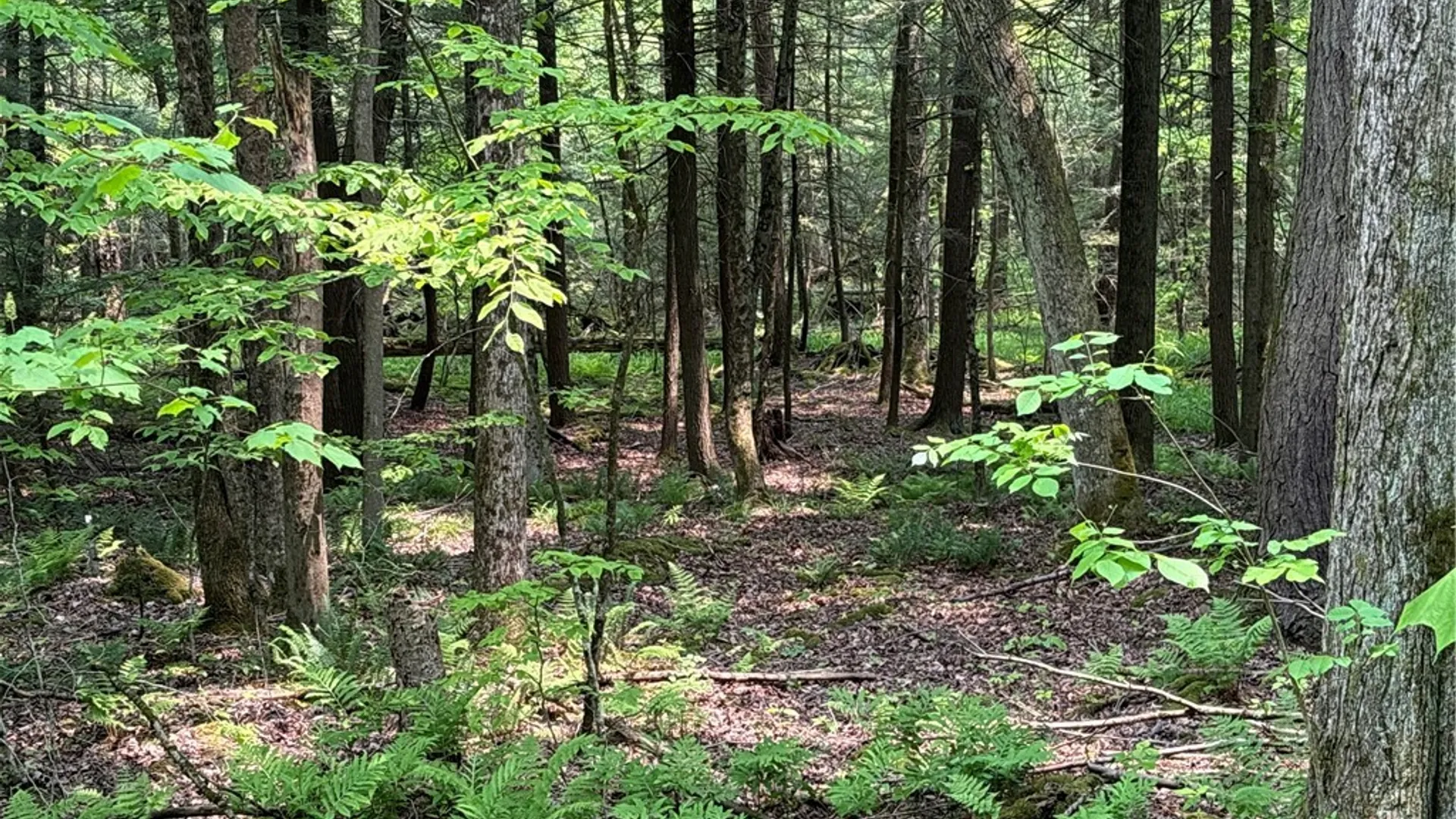 Property at Spring Road, Ossian, NY 14437 7