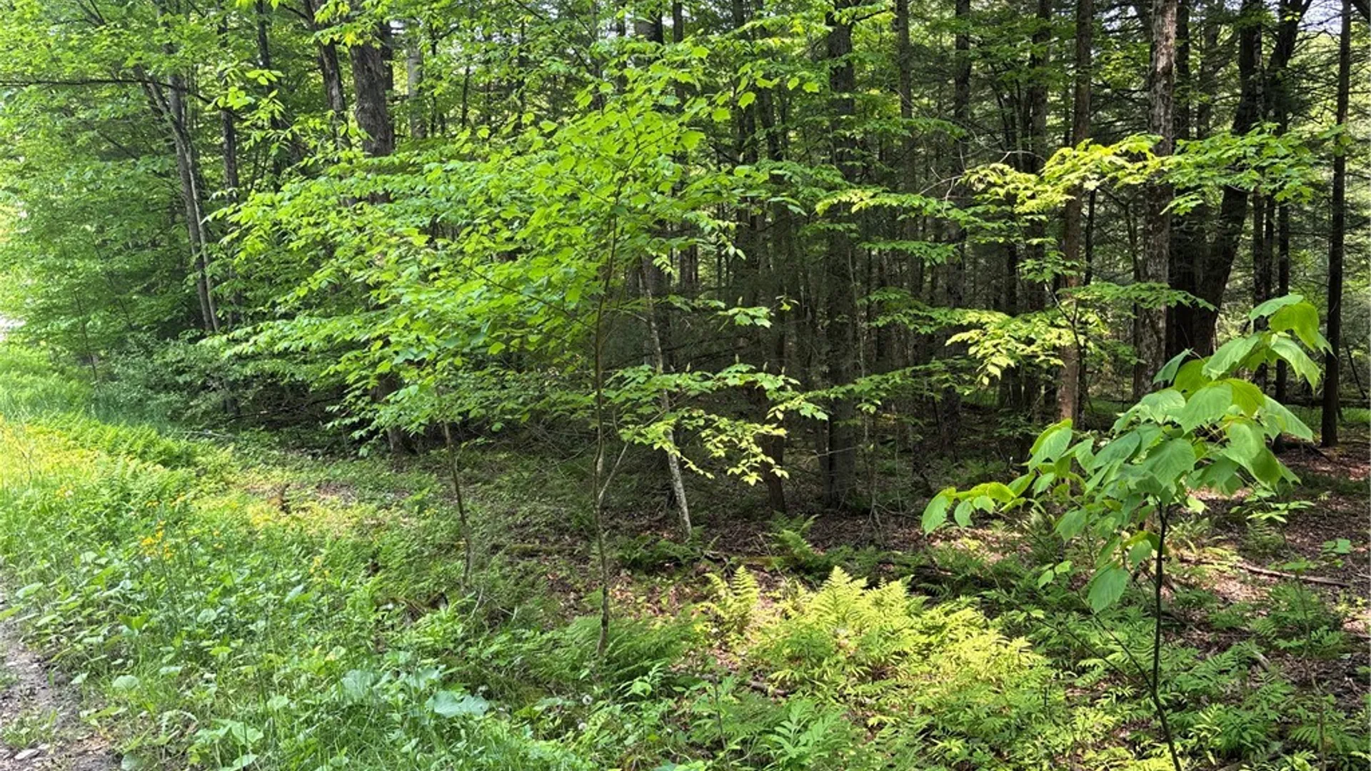 Property at Spring Road, Ossian, NY 14437 8