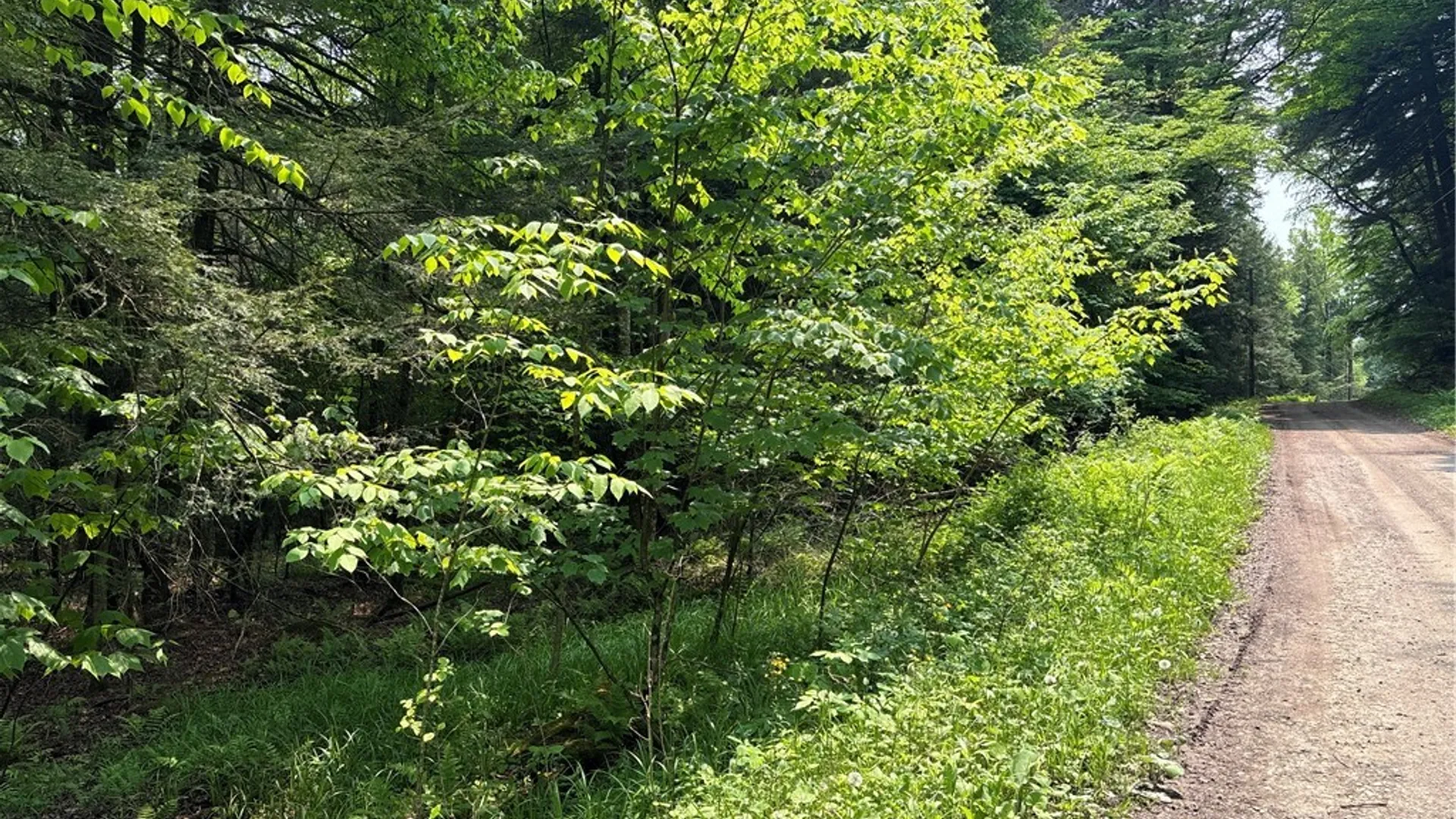 Property at Spring Road, Ossian, NY 14437 9