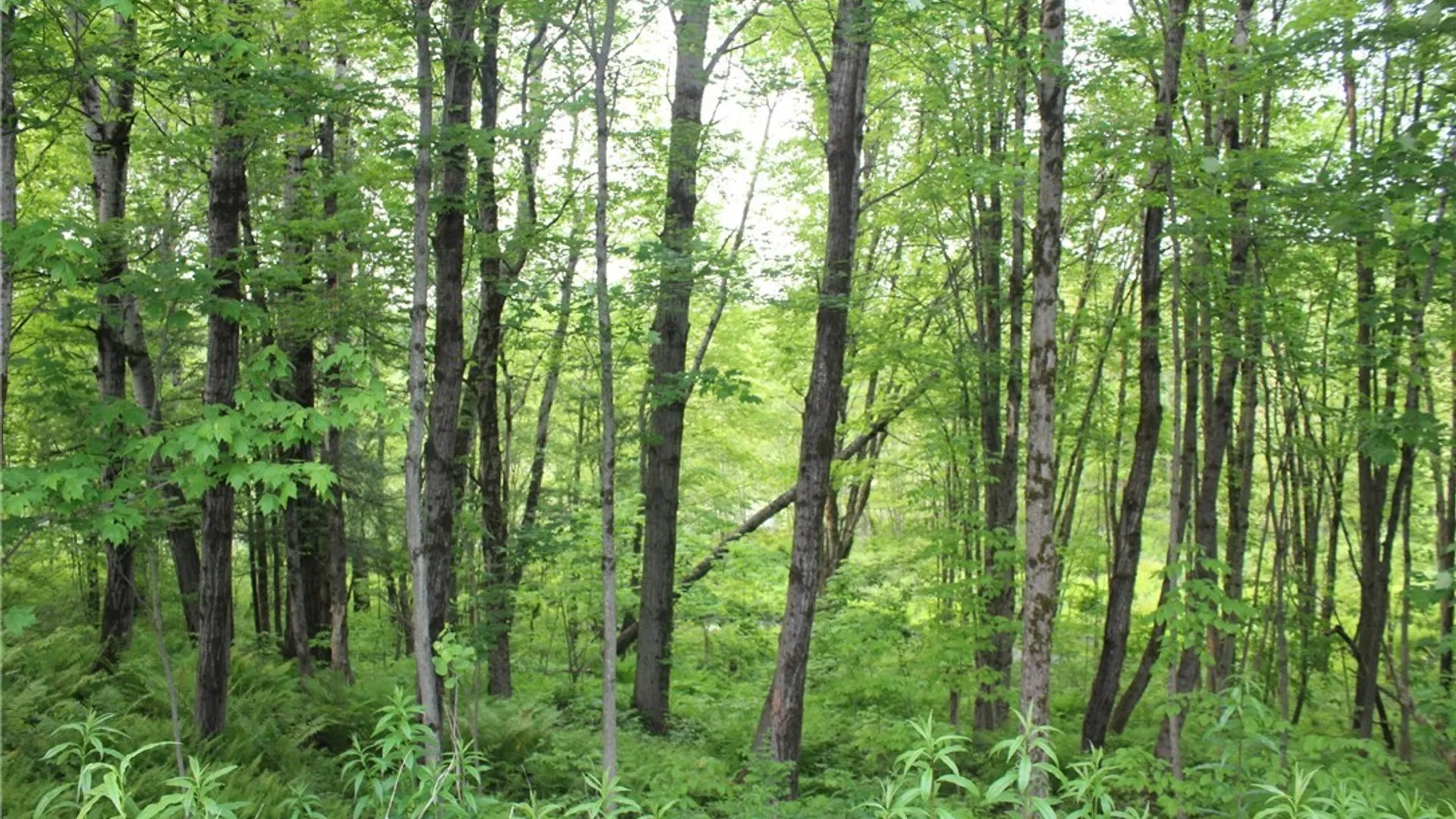 Property at Westdale Road, Florence, NY 13316 29