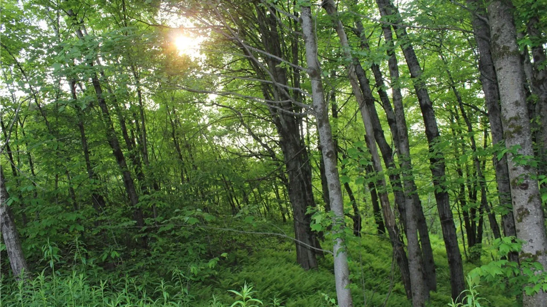 Property at Westdale Road, Florence, NY 13316 30