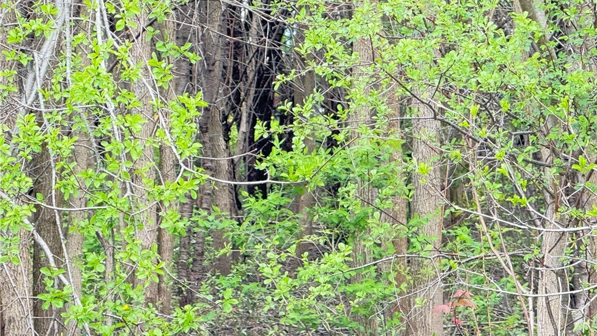 Property at 0 Klocks Corners Road, Scriba, NY 13126 10