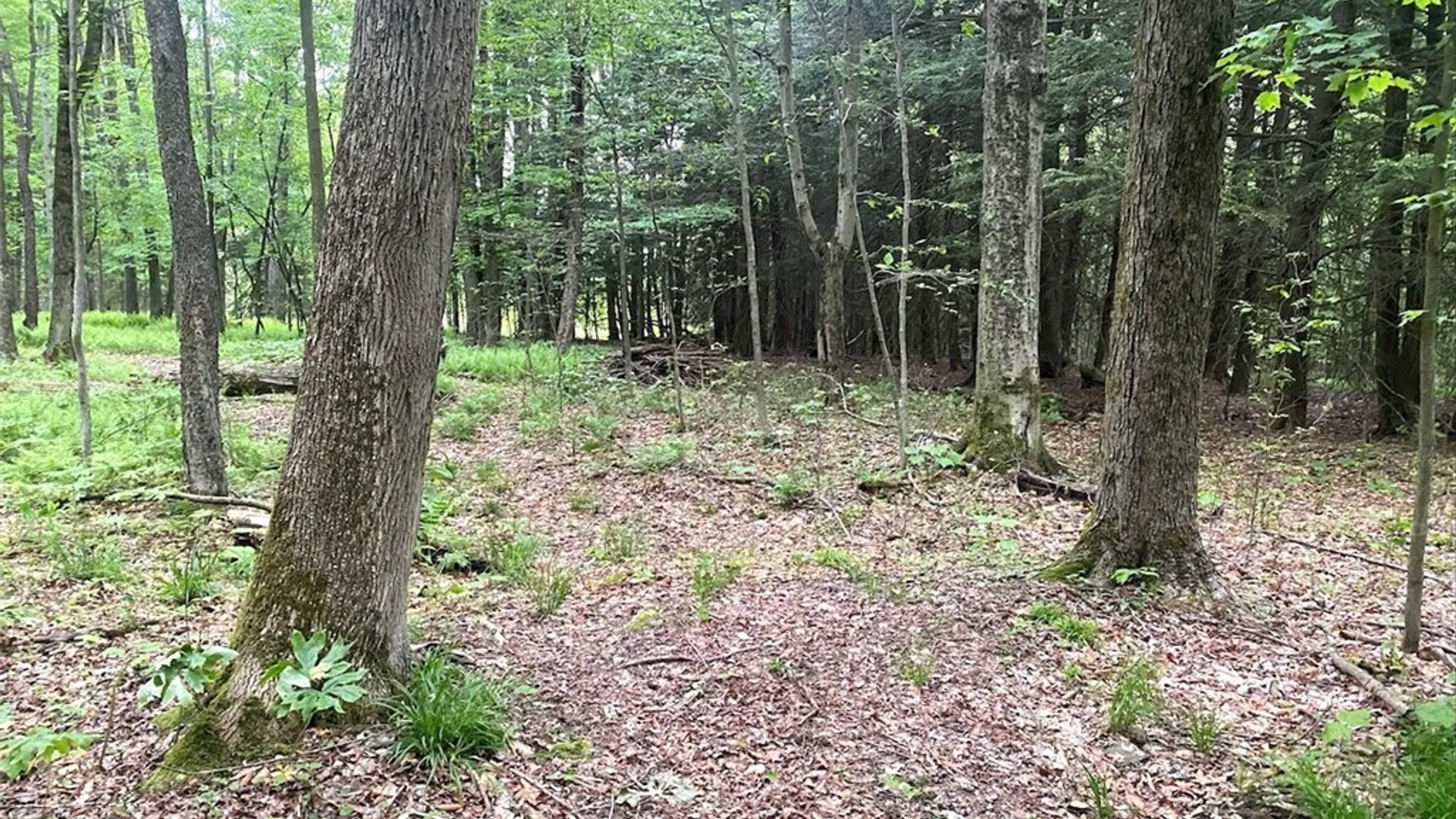 Property at 3656 Putt Brook Road, Ward, NY 14880 30