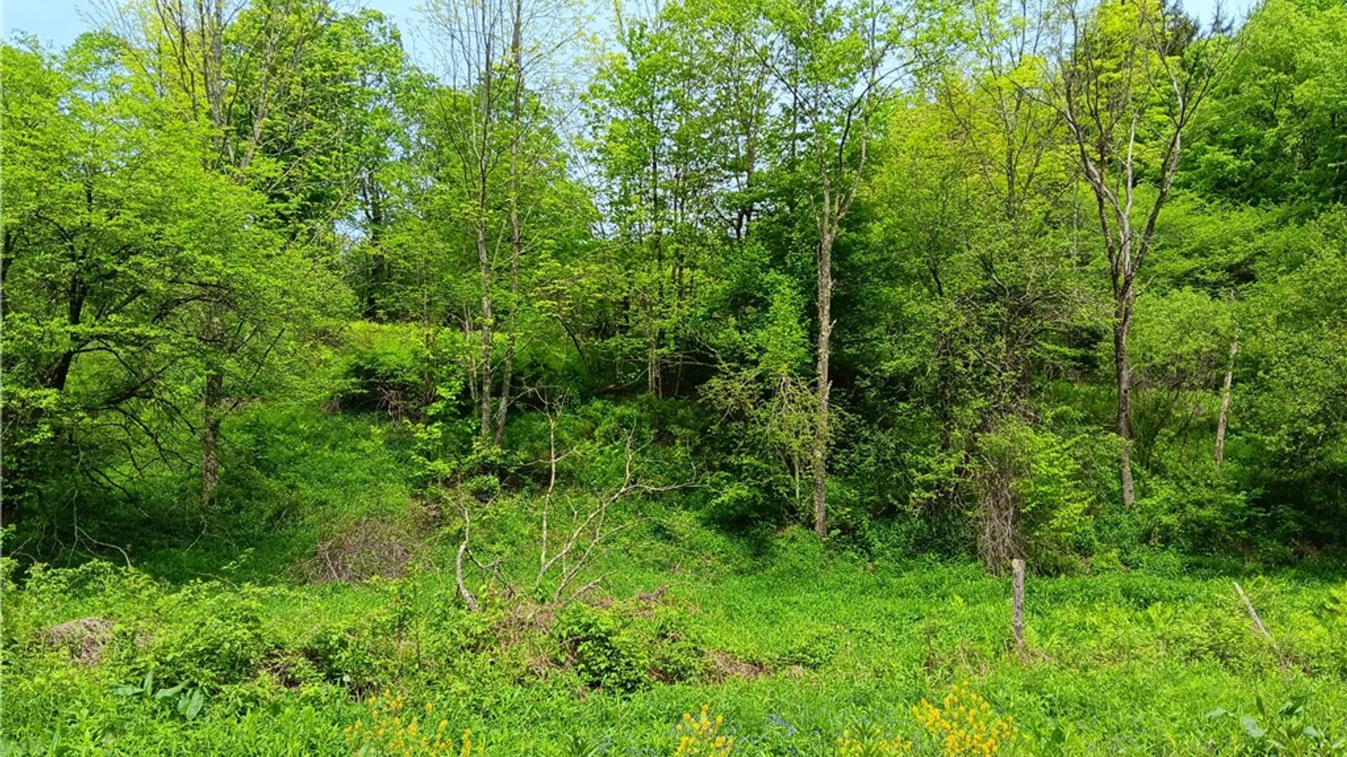 Property at Kiff Brook Road, Kortright, NY 13739 5