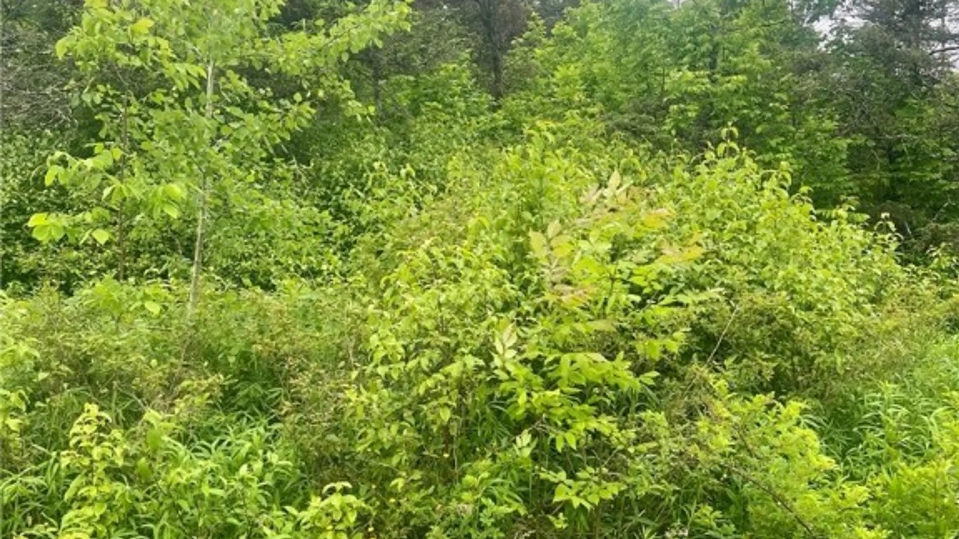 Property at 00 South Road, Lot C, Caroline, NY 14817 12