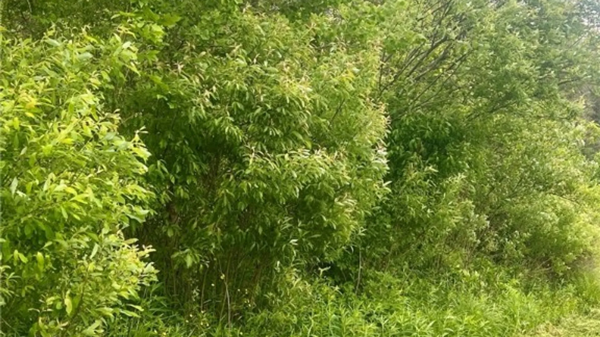 Property at 00 South Road, Lot C, Caroline, NY 14817 15