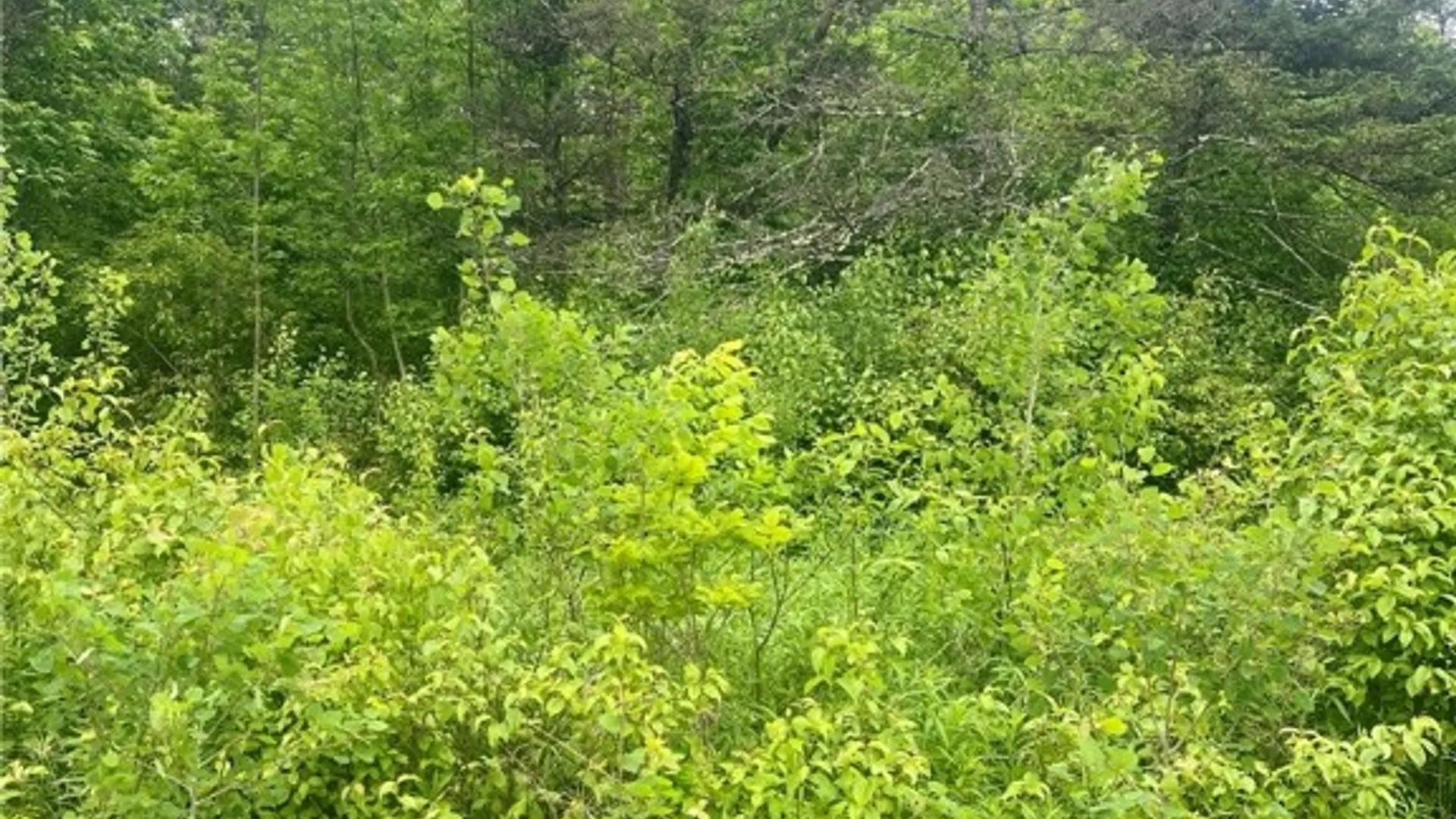 Property at 00 South Road, Lot C, Caroline, NY 14817 16