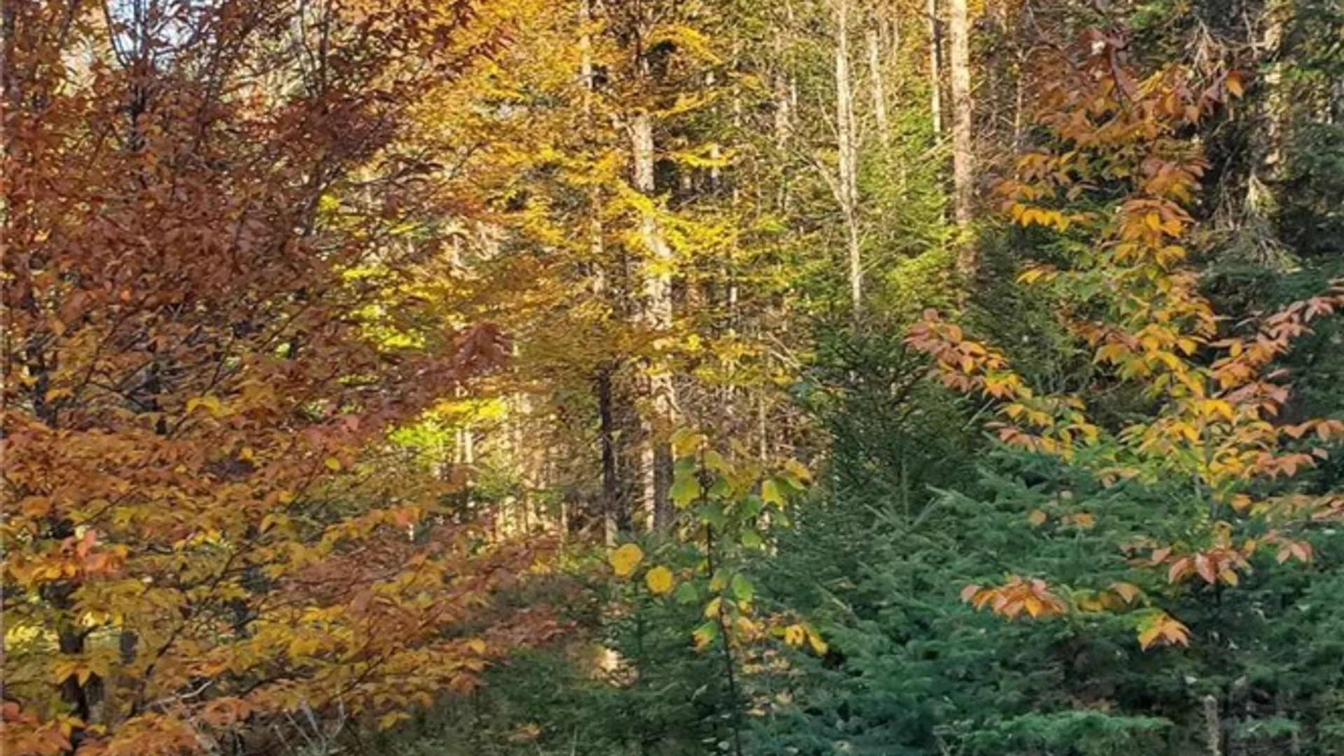 Property at Steinfeldt Lane, Long Lake, NY 12847 2