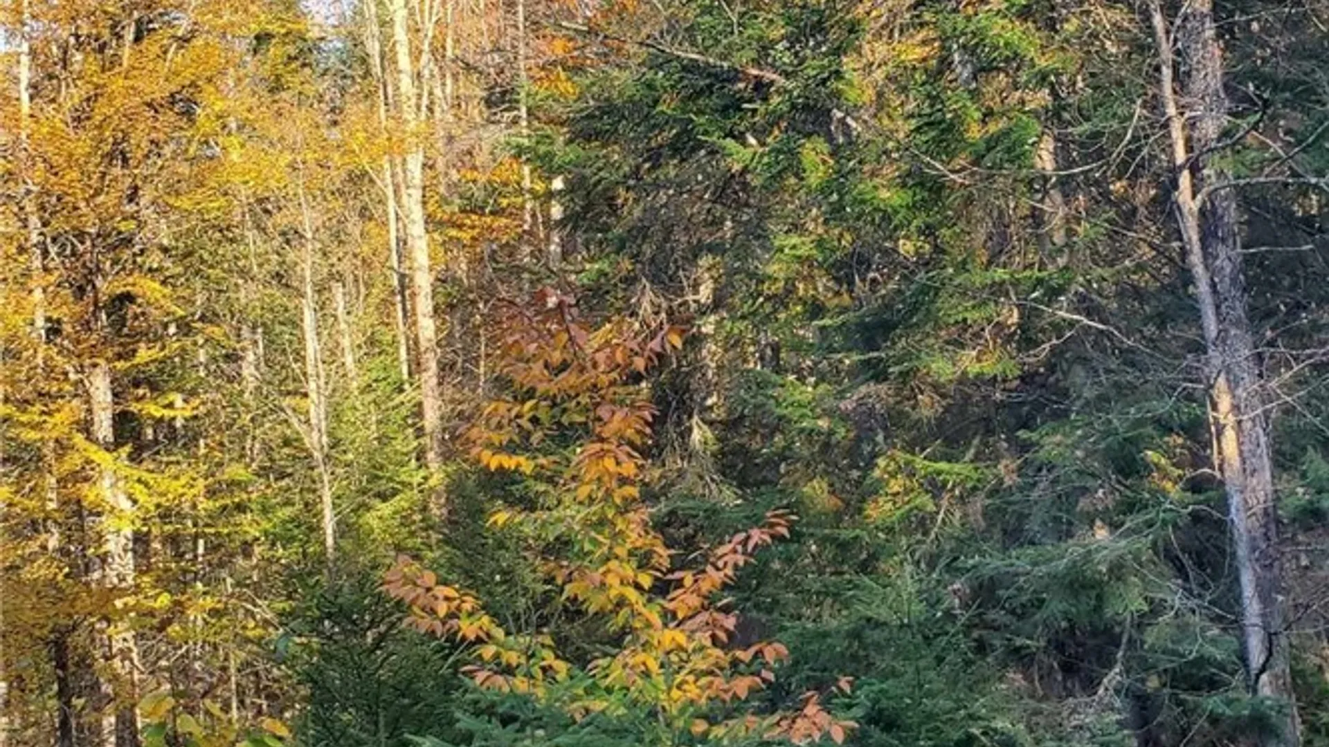 Property at Steinfeldt Lane, Long Lake, NY 12847 6