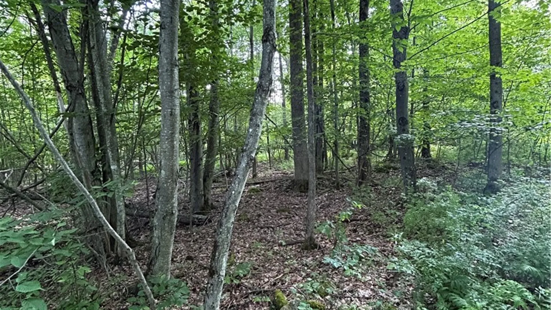 Property at 172 Aurora Drive, Norwich, NY 13815 2