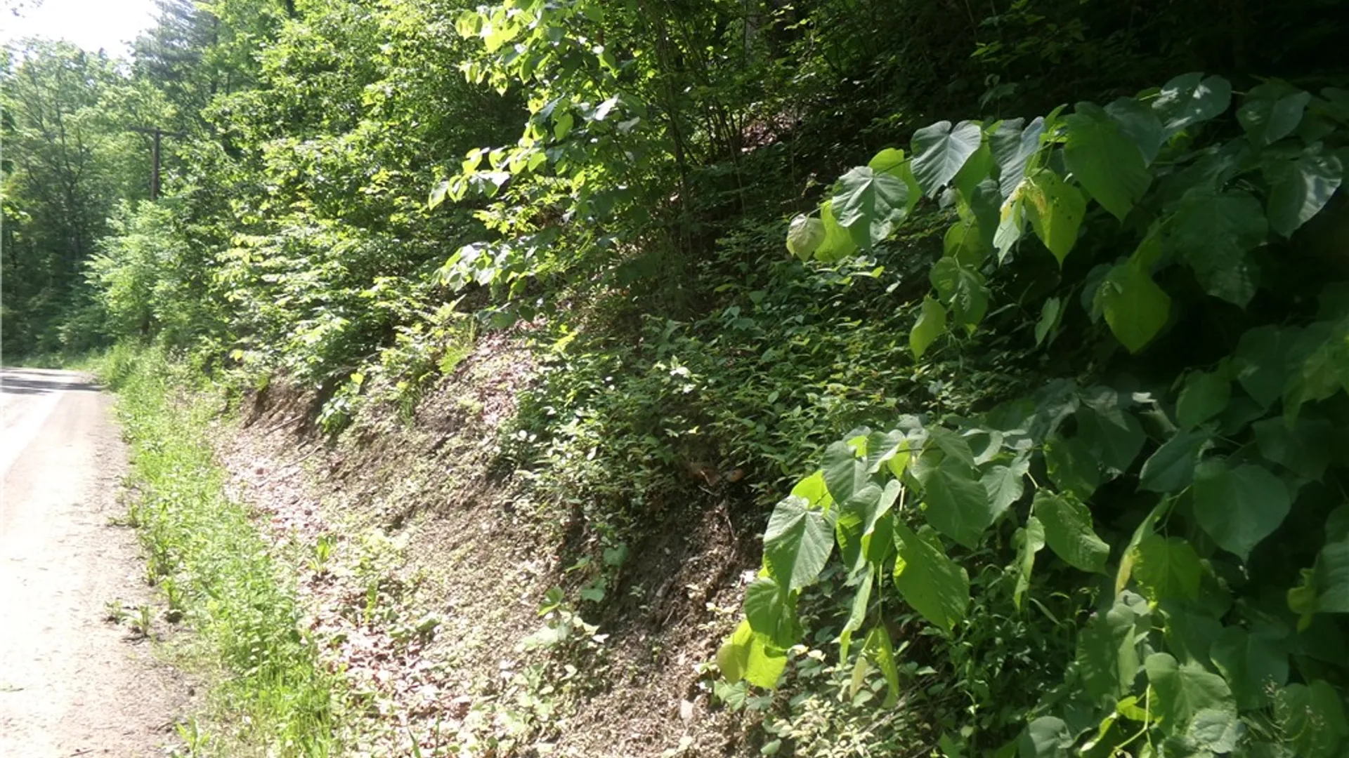 Property at 0 Gridleyville Road, Spencer, NY 14883 12