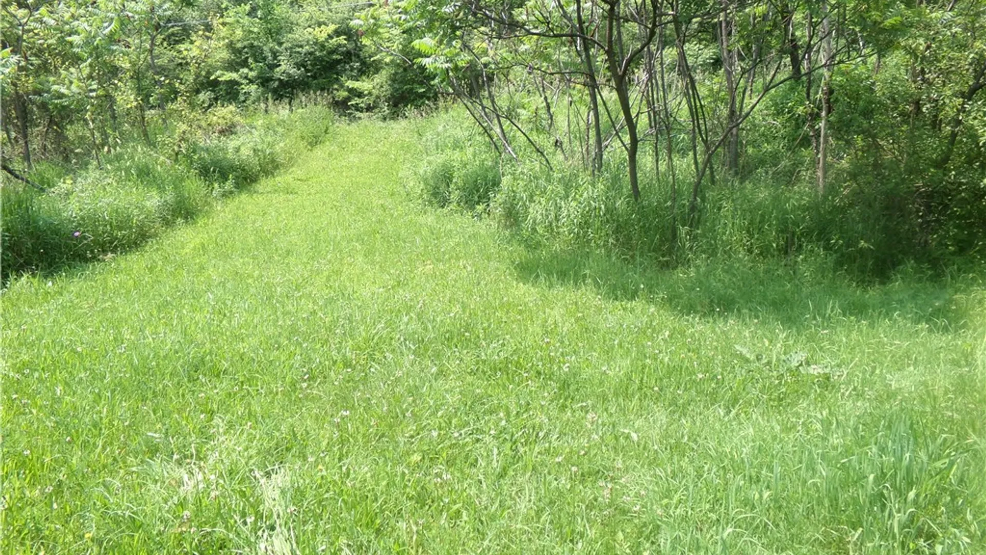 Property at 0 Gridleyville Road, Spencer, NY 14883 9