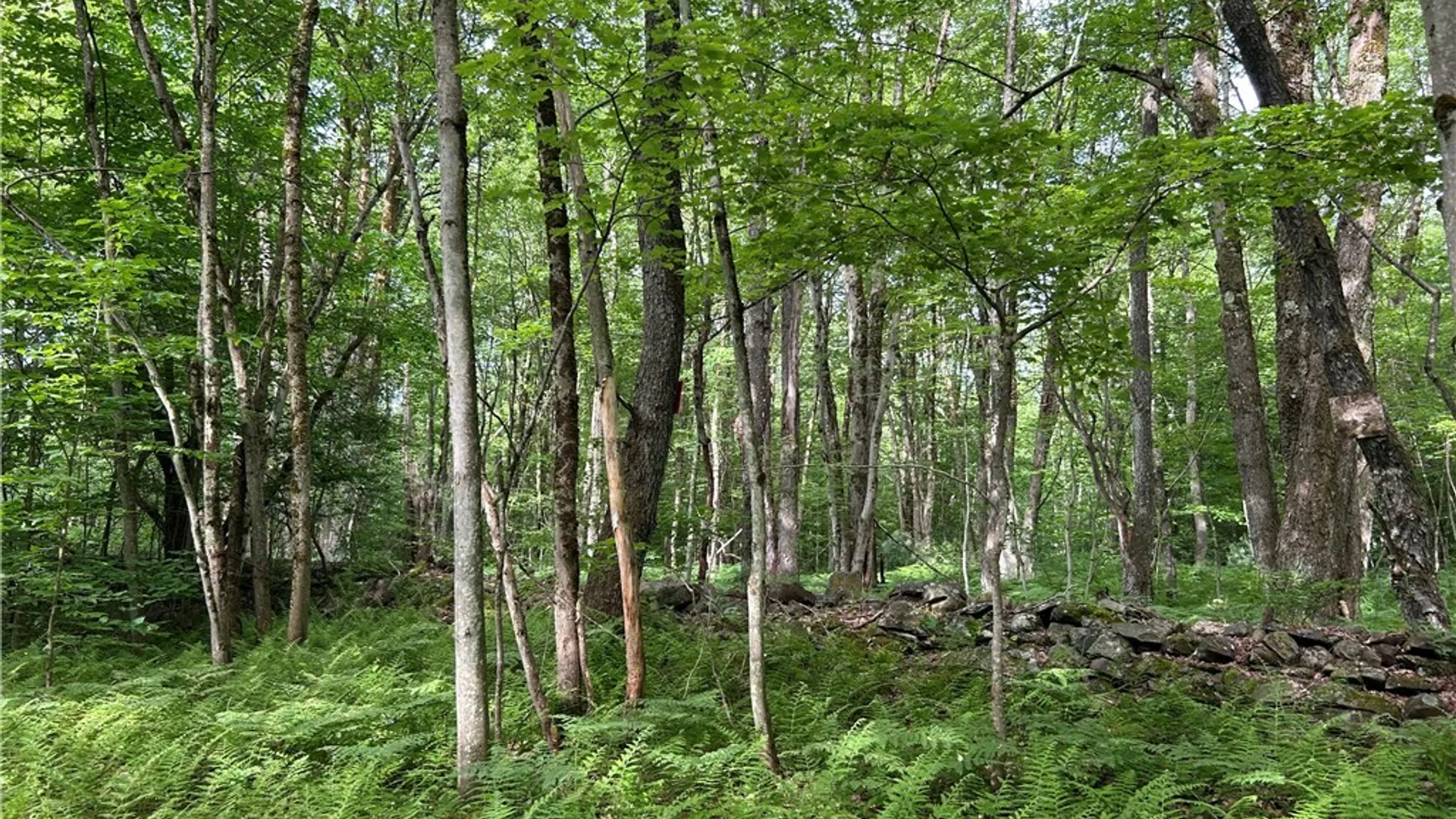 Property at Bartley Road, Williamstown, NY 13493 13