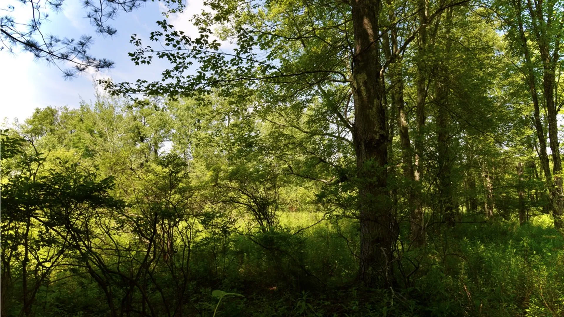 Property at Route 52, Wawarsing, NY 12489 38