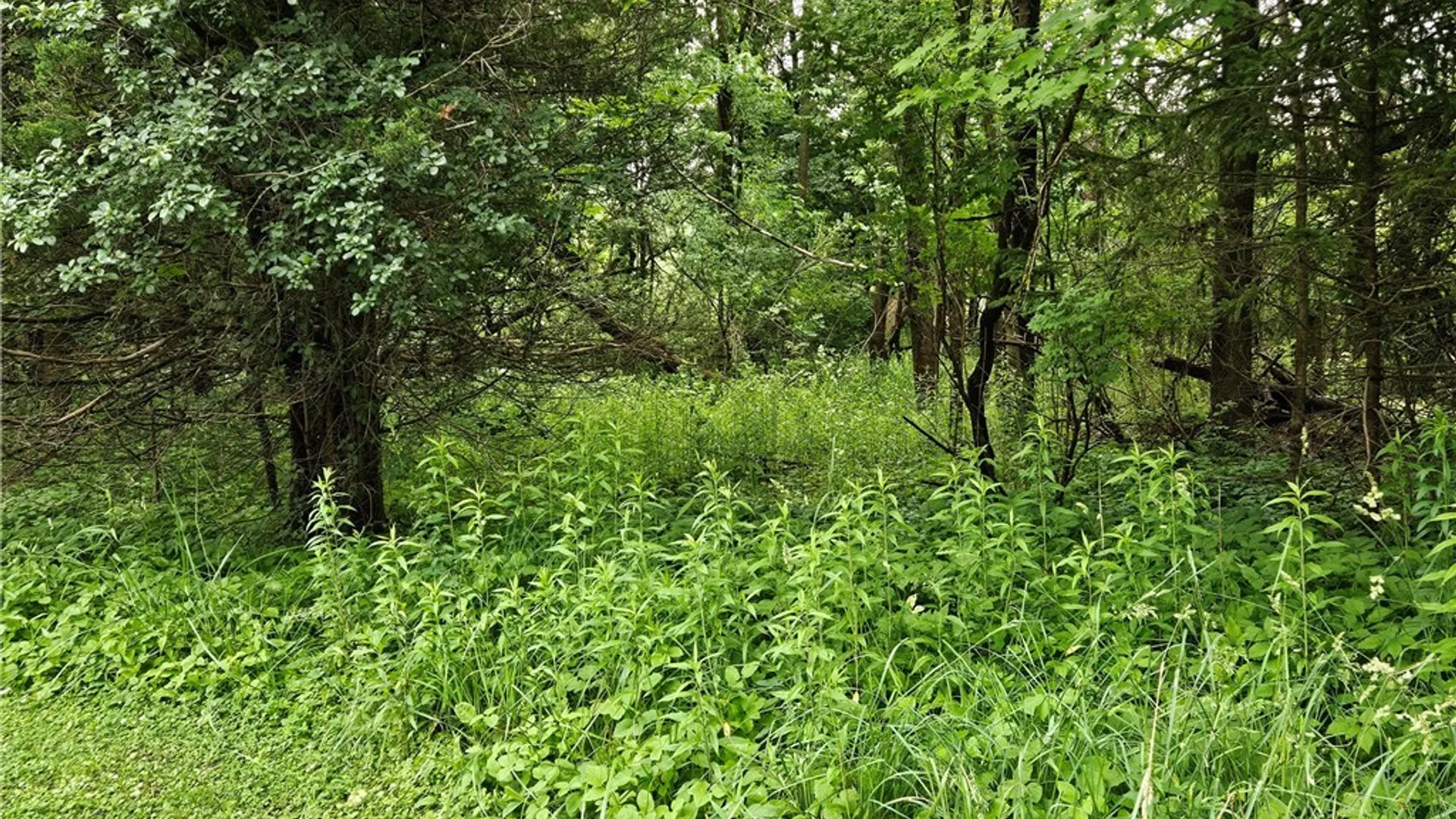 Property at 56 Myrtle Street, Cazenovia, NY 13035 2