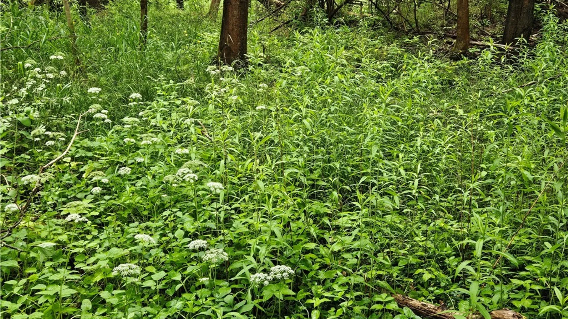 Property at 56 Myrtle Street, Cazenovia, NY 13035 3