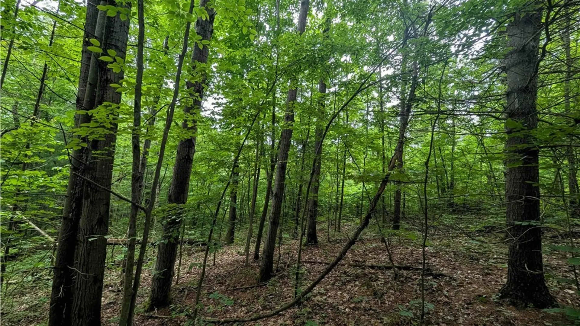 Property at Bell Hill Road, Lindley, NY 14858 10