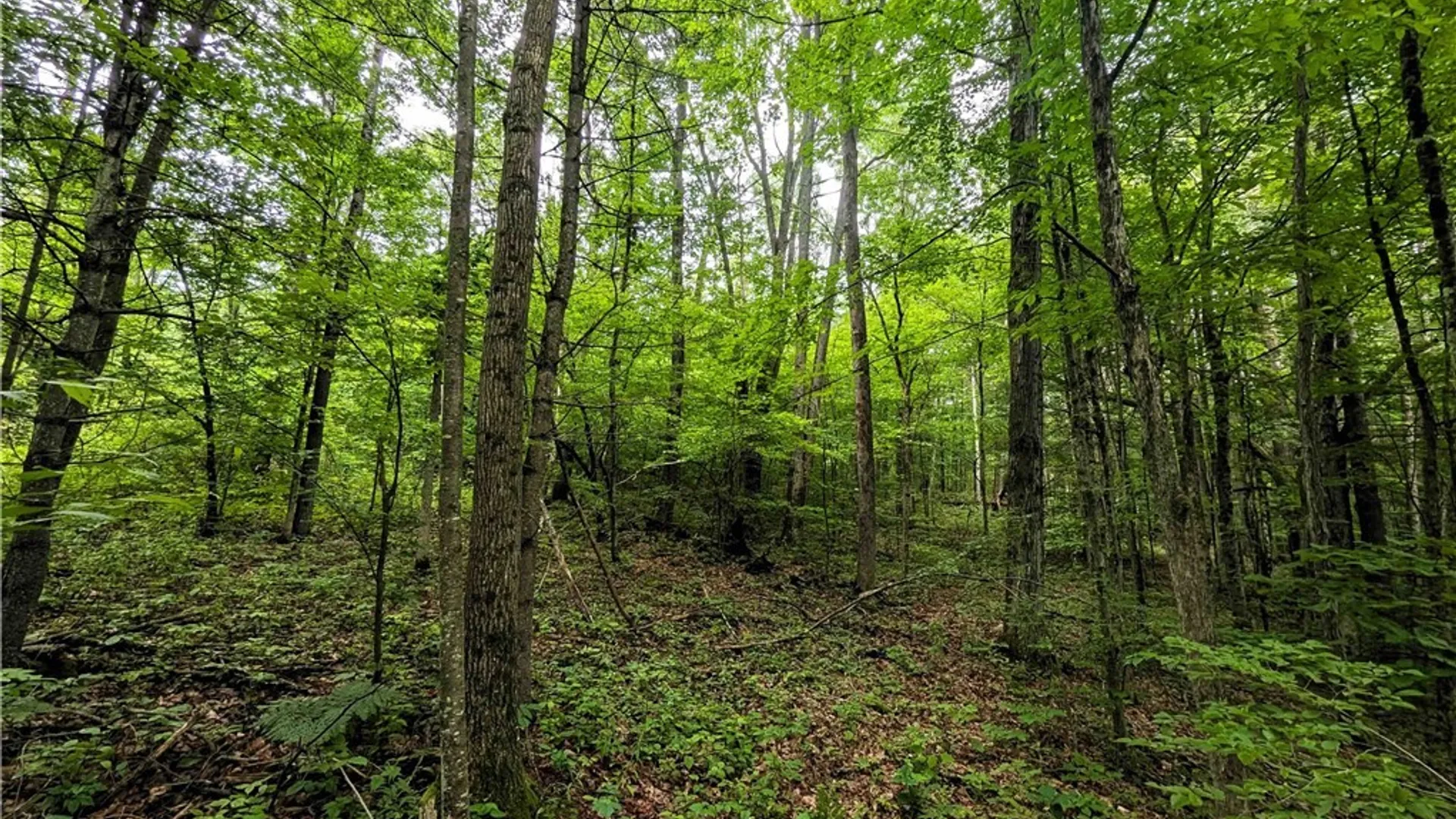 Property at Bell Hill Road, Lindley, NY 14858 14